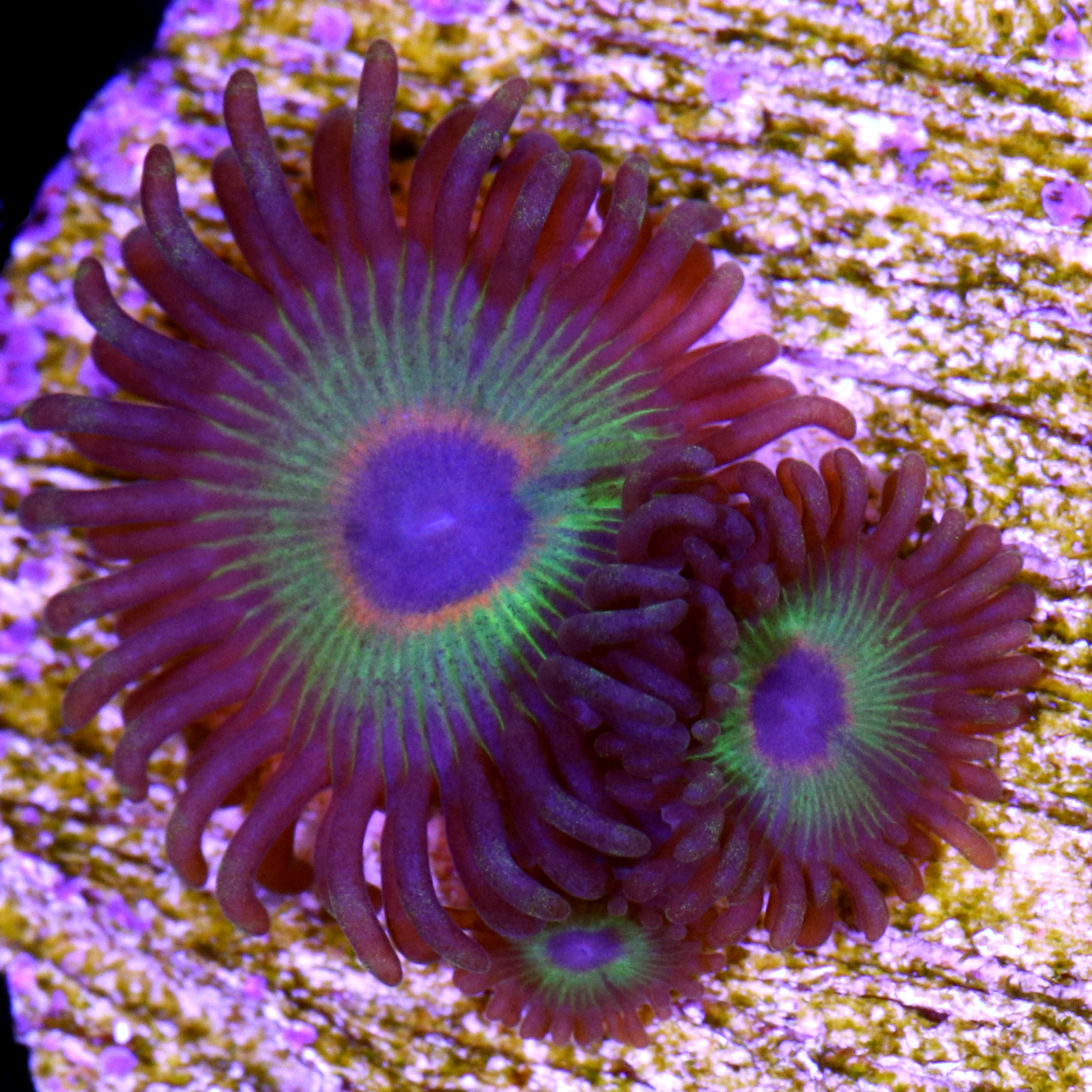 Beginner Corals for Sale Buy Beginner Corals Live Coral Rare
