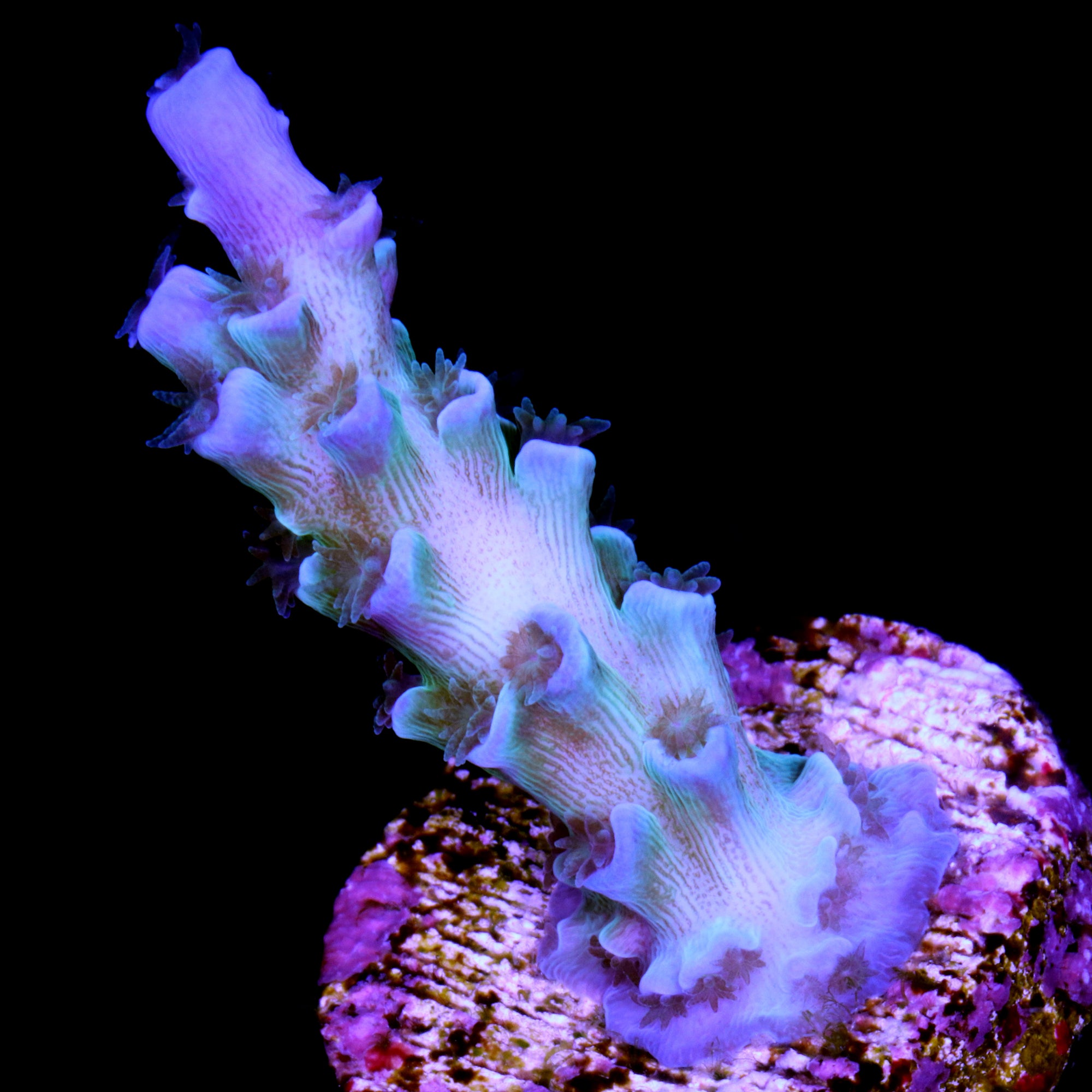 Vivid's Ice Fire Tenuis Acropora Coral