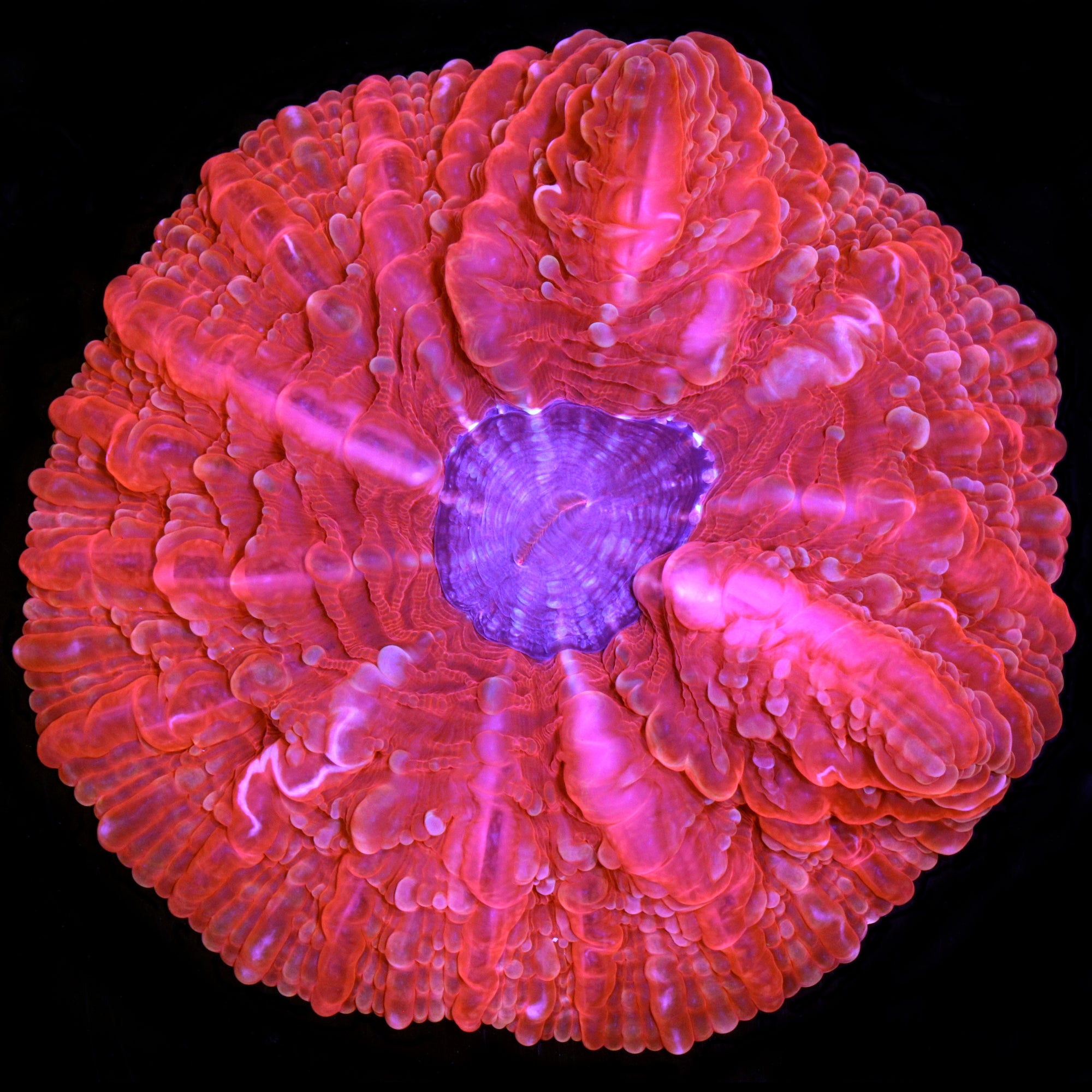 Ultra Red Indophyllia Coral