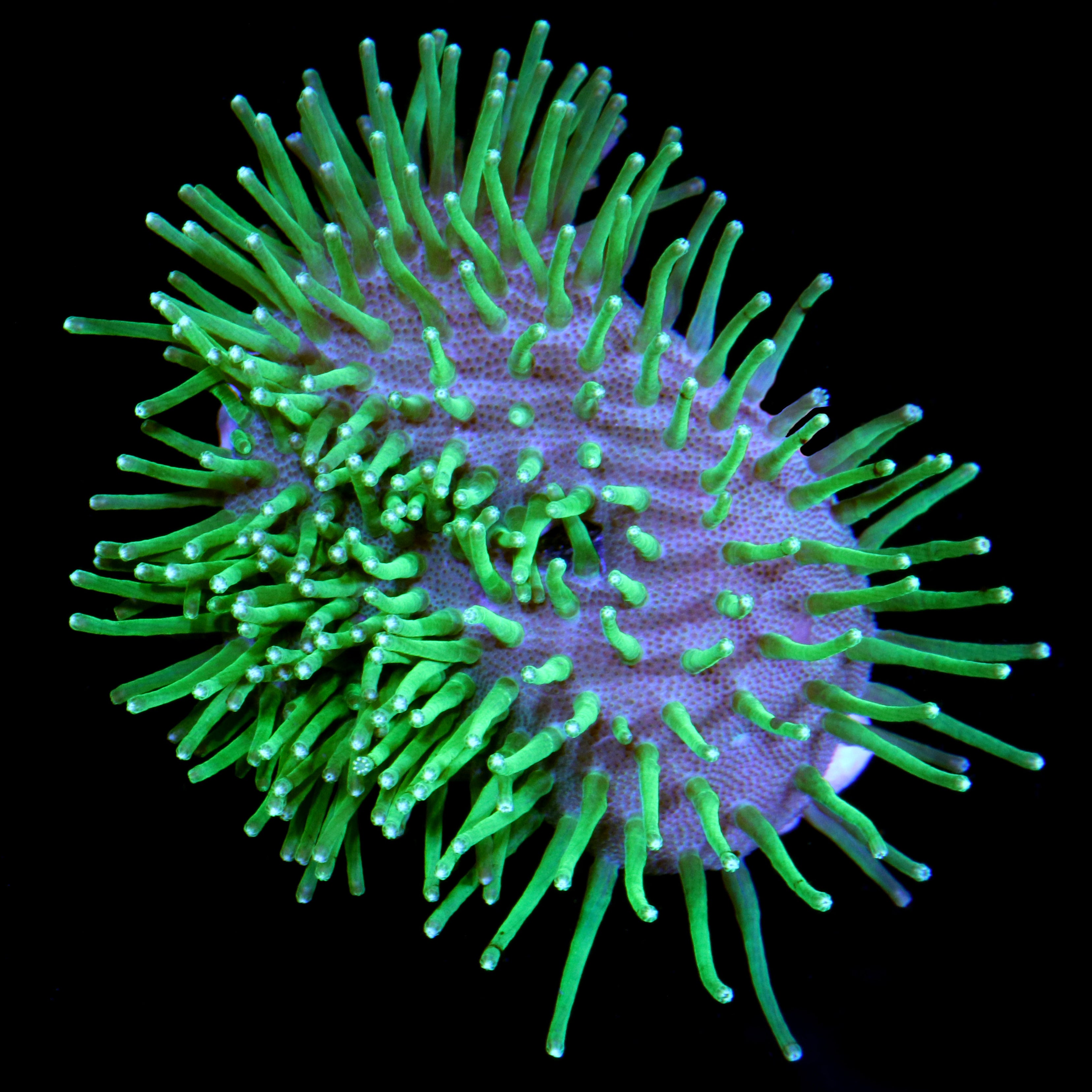 Buy Live Coral for Sale Rare Coral Sale Corals Vivid Aquariums Page 3