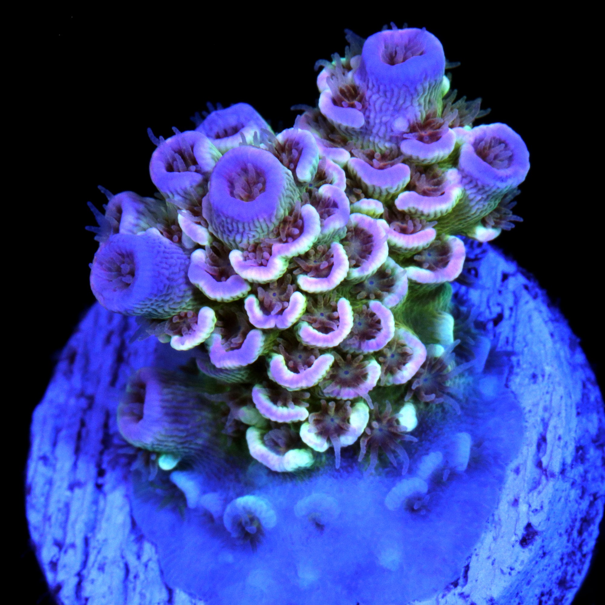 Joker Tenuis Acropora Coral