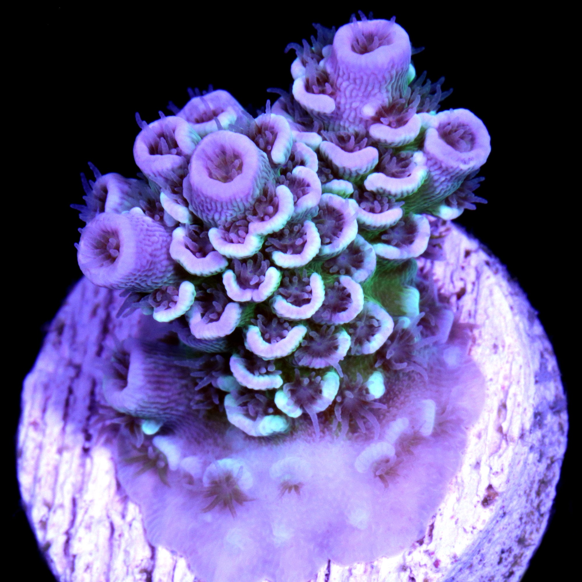 Joker Tenuis Acropora Coral