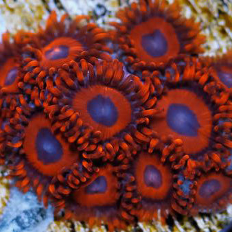 Kedd's Red Zoanthid Coral