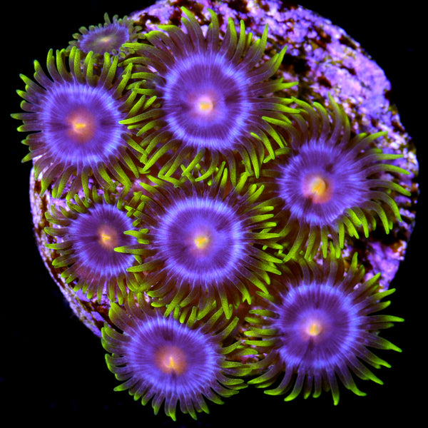 Kentucky Blue Grass Zoanthids