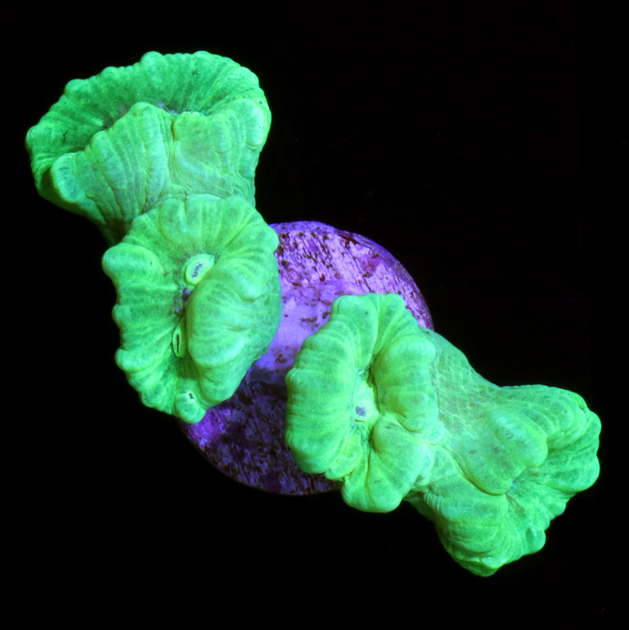 Kryptonite Candy Cane Coral | Buy Live Coral for Sale | Vivid