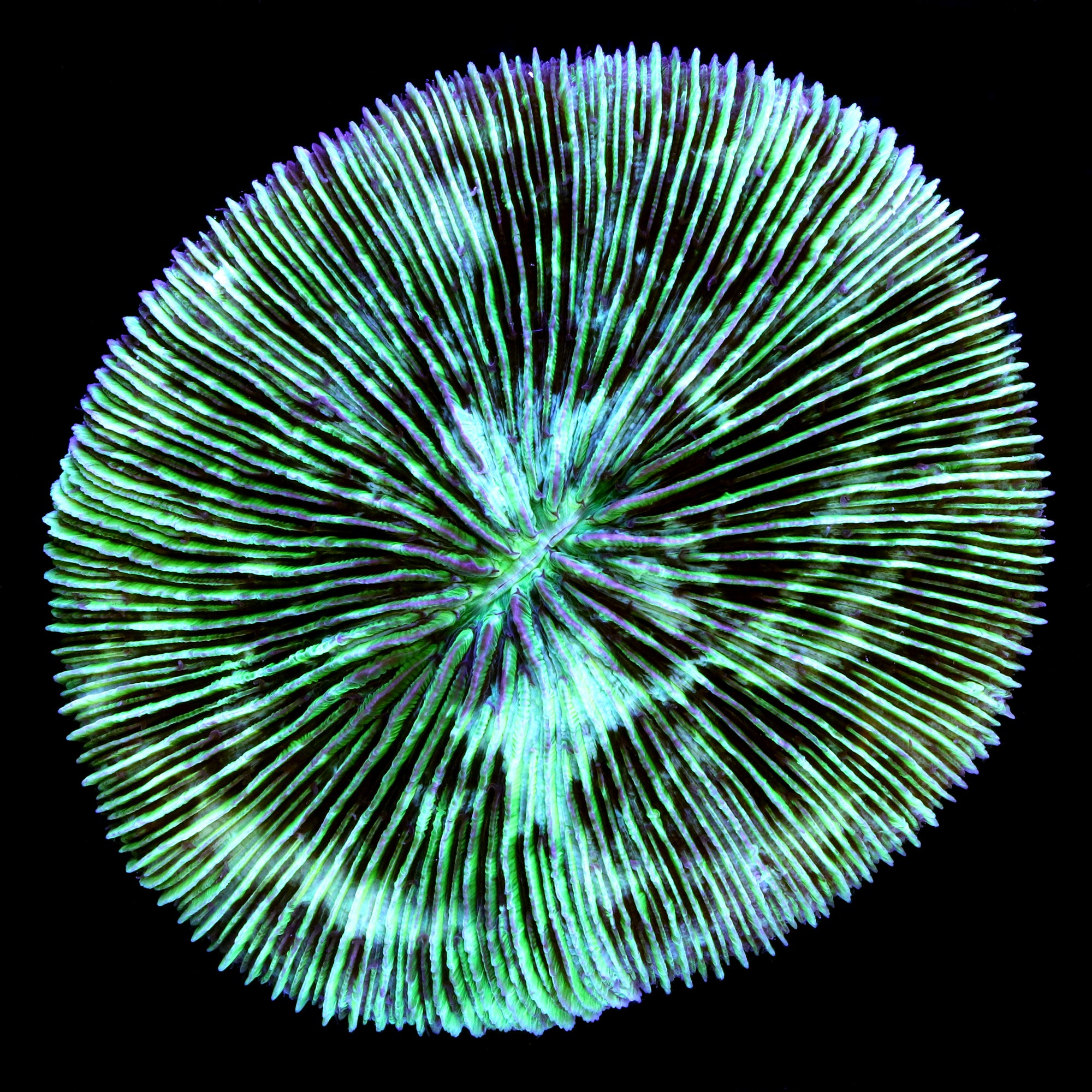 XL Toxic Green Fungia Plate Coral