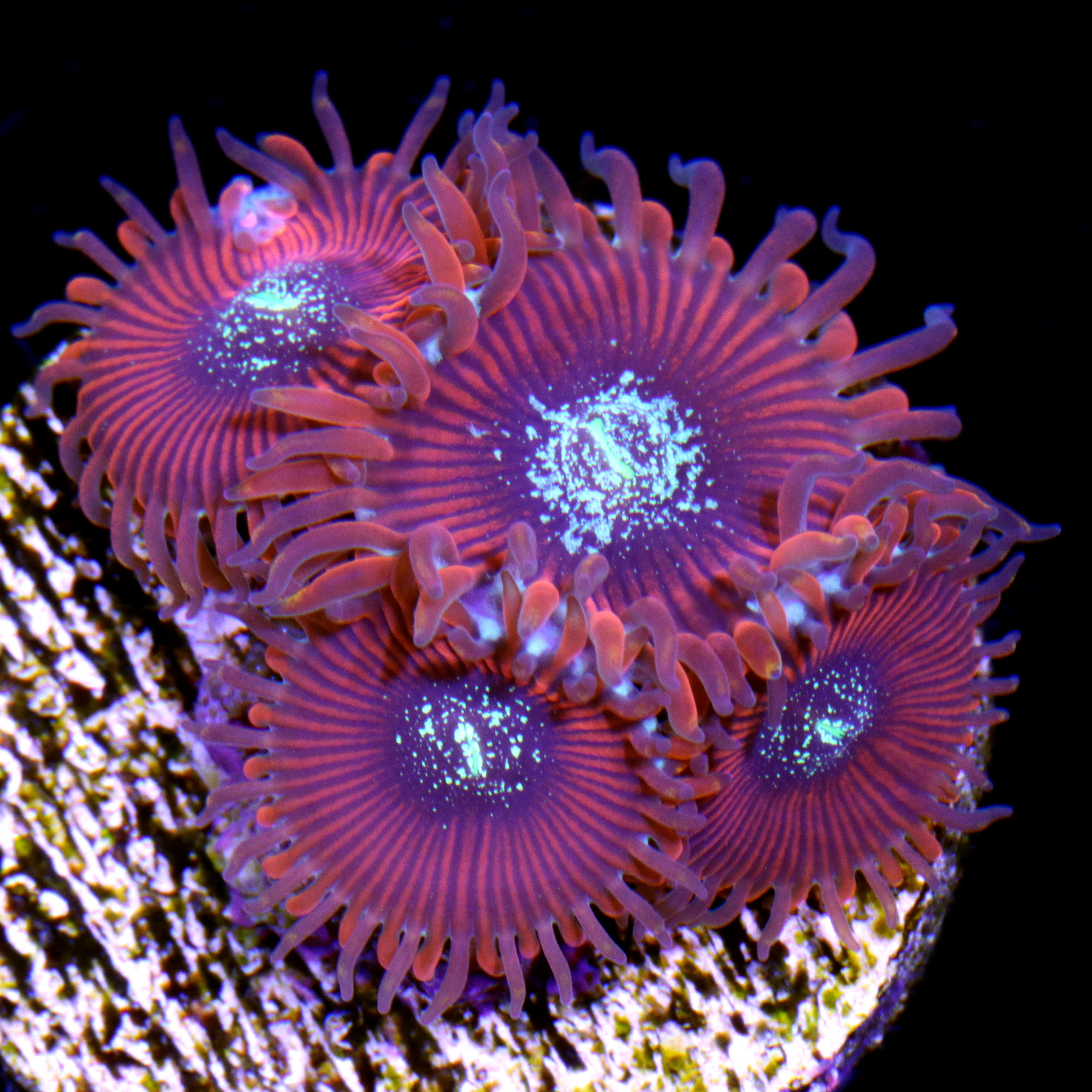 Beginner Corals for Sale Buy Beginner Corals Live Coral Rare
