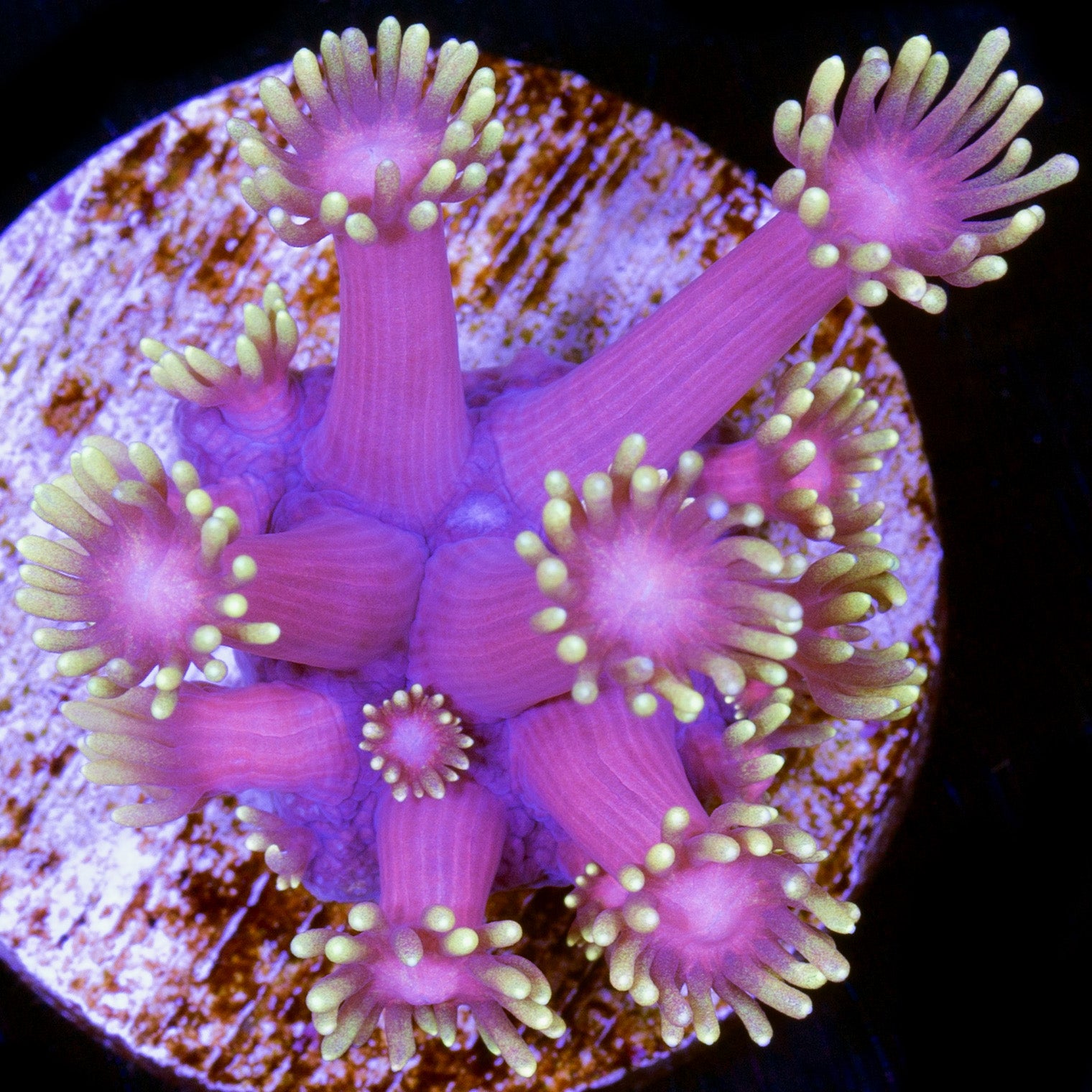 Mai Tai Goniopora Coral