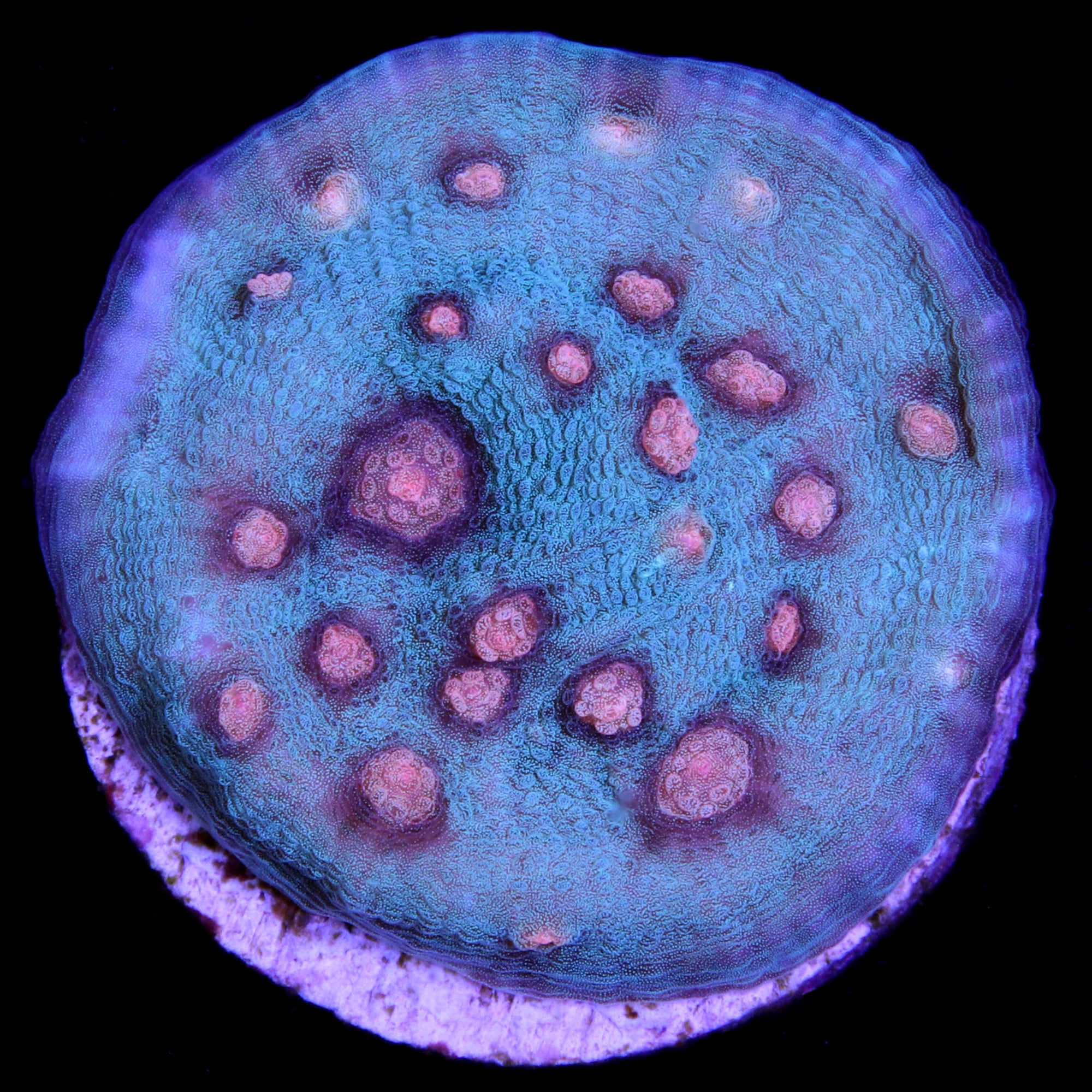 Mango Mycedium Coral
