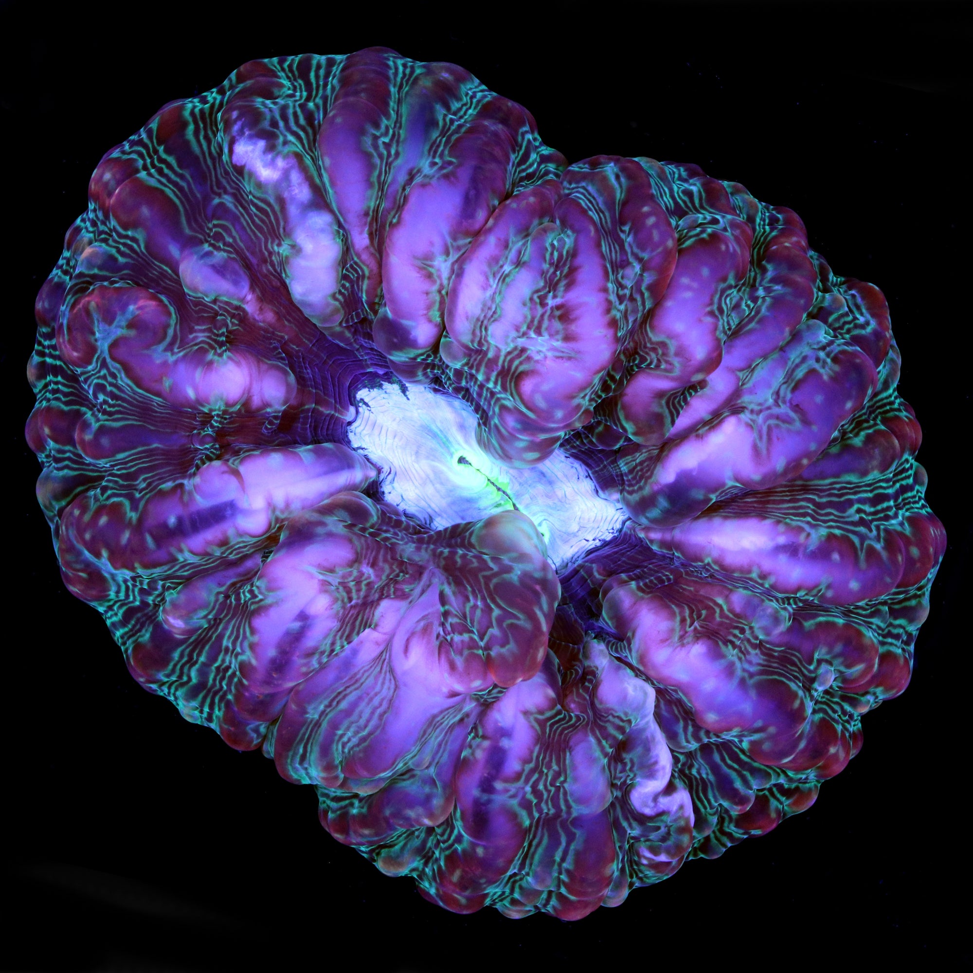 Master Indophyllia Coral