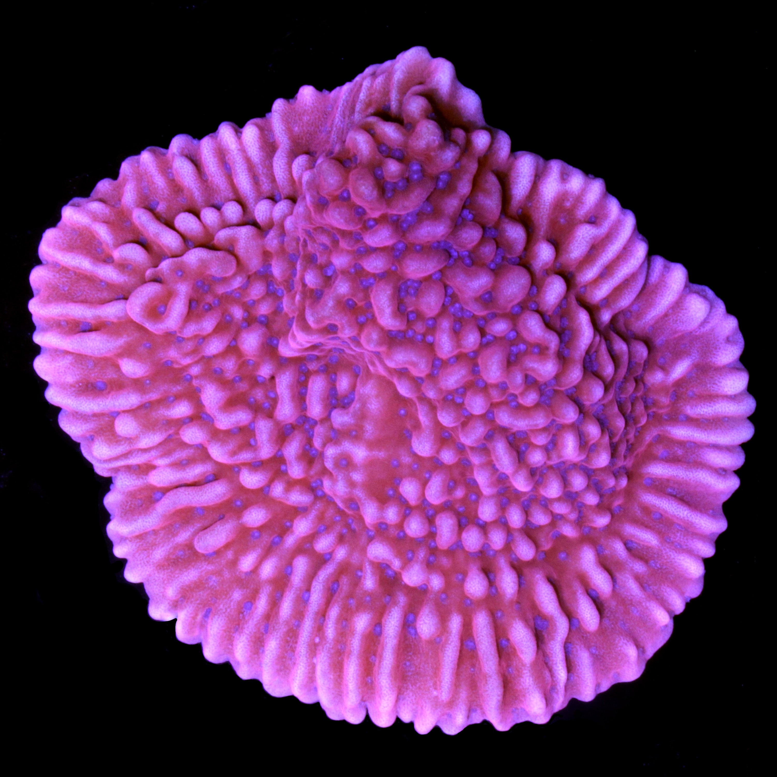 Buy Live Coral for Sale Rare Coral Sale Corals Vivid Aquariums Page 4
