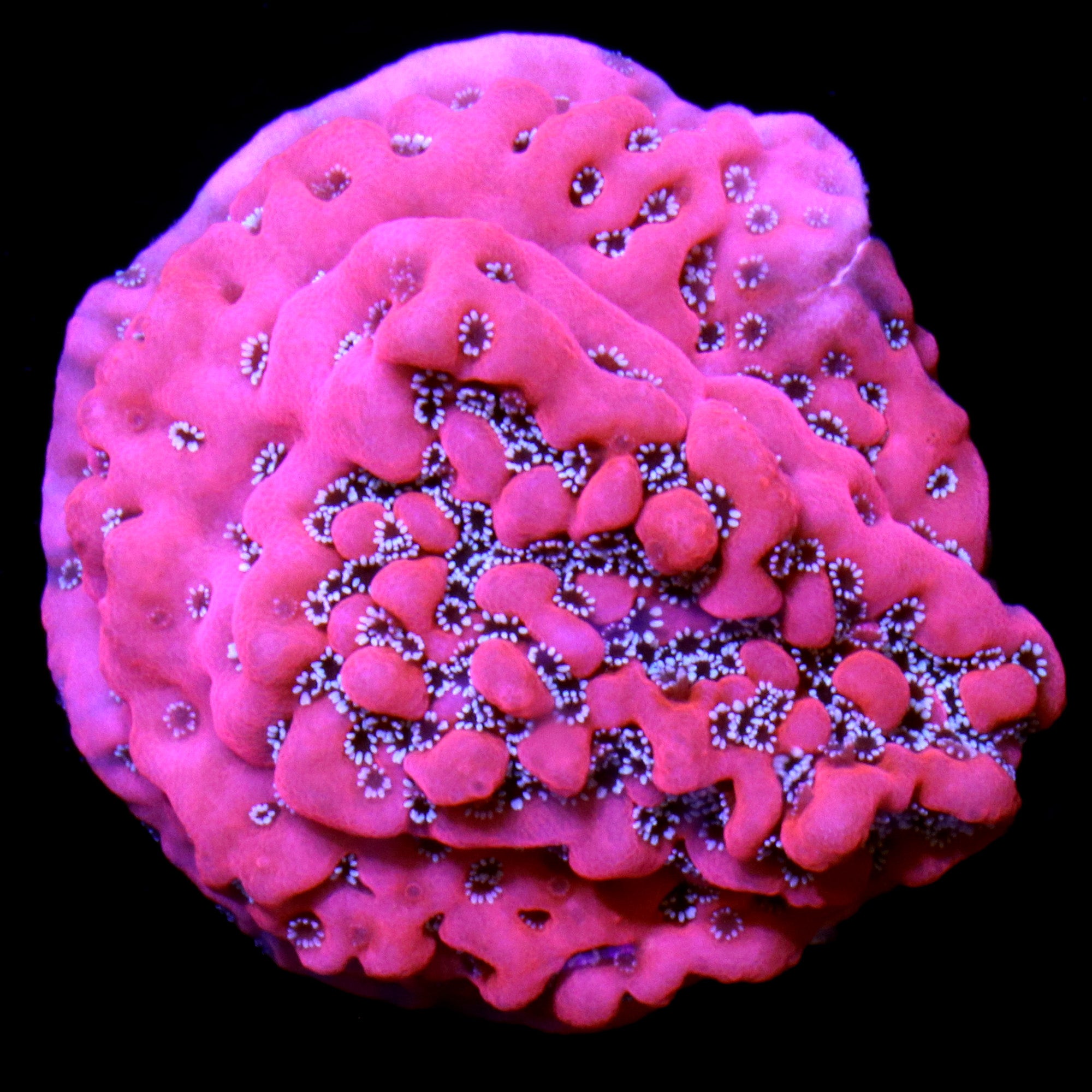 Vivid's Megatron Montipora Coral