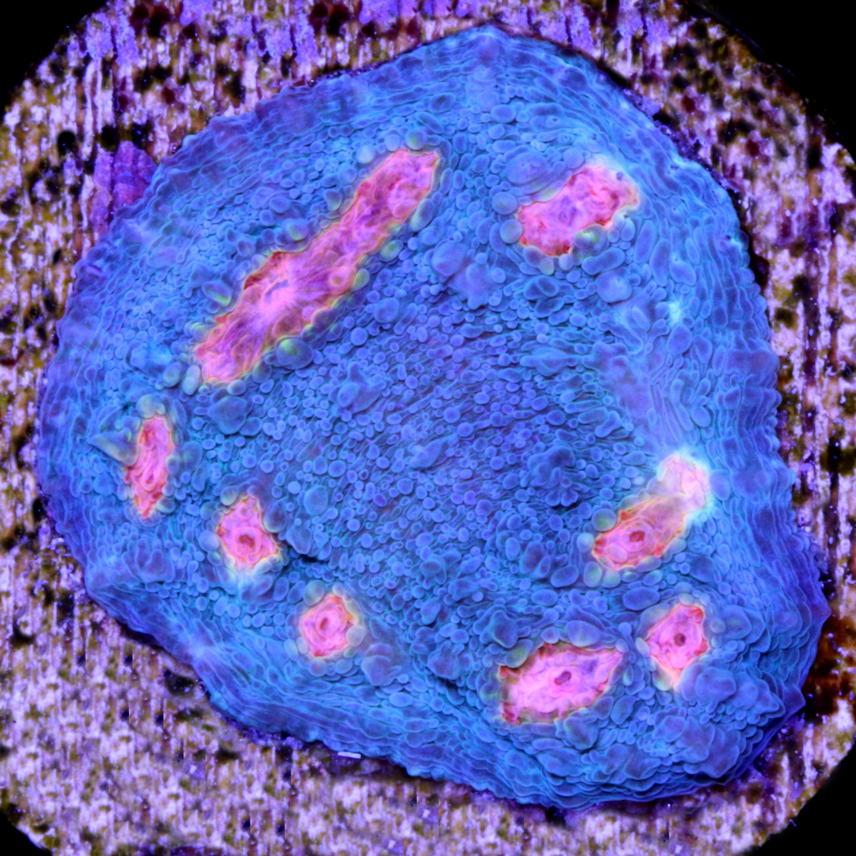 Aquacultured Corals for Sale Buy Aquacultured Corals Buy Live Coral