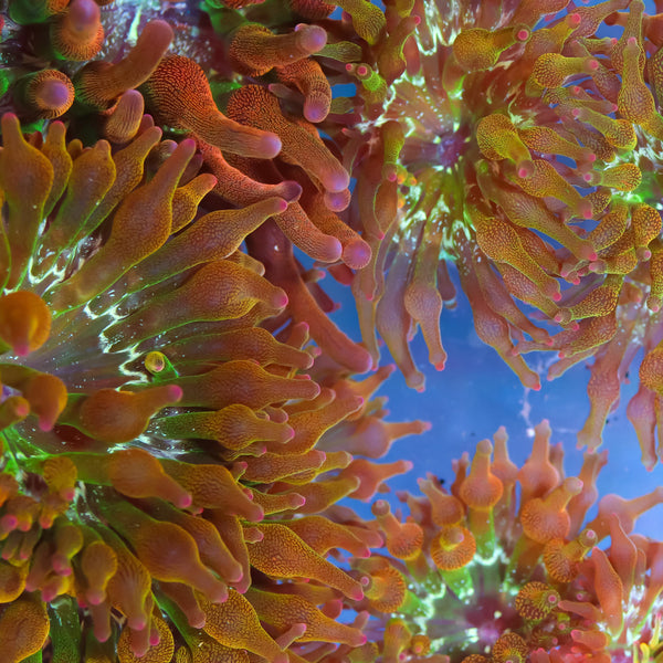 WYSIWYG Ultra Rainbow Sunburst Bubble Tip Anemone (3-5