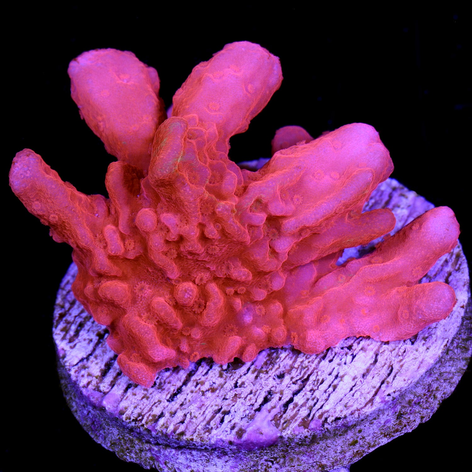 Vivid's Montipora Setosa Coral
