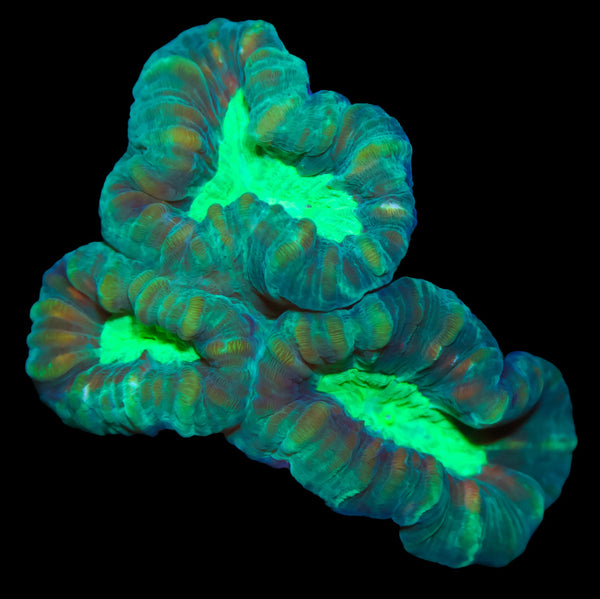 Multicolor Candy Cane Coral Buy Live Coral for Sale Vivid Aquariums
