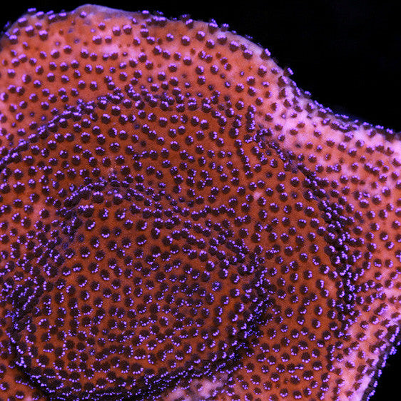 Mystic Sunset Montipora Coral