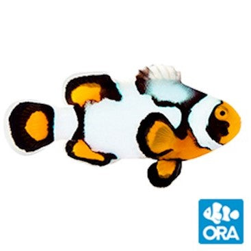 ORA Nebula Picasso Clownfish (Amphiron Percula) - Captive Bred