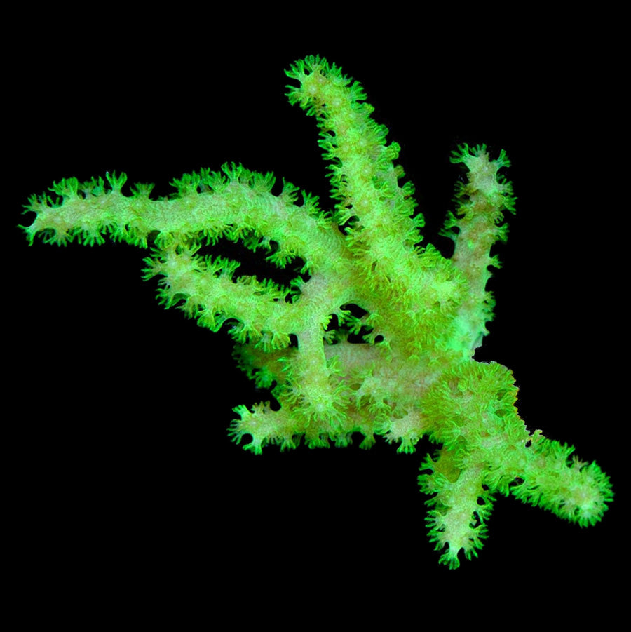 Vivid's Neon Green Spaghetti Leather Coral