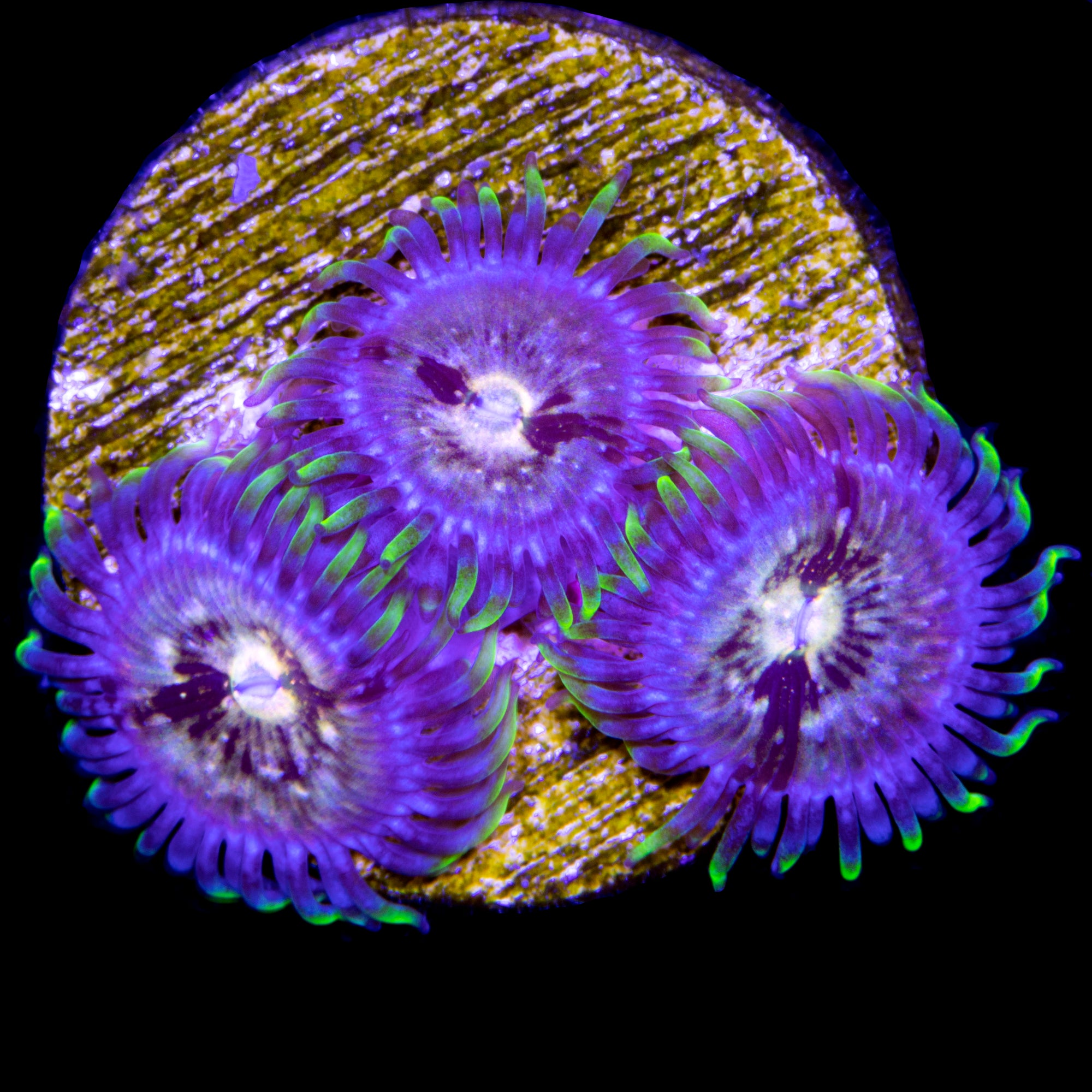 WWC Nirvana Zoanthid Coral