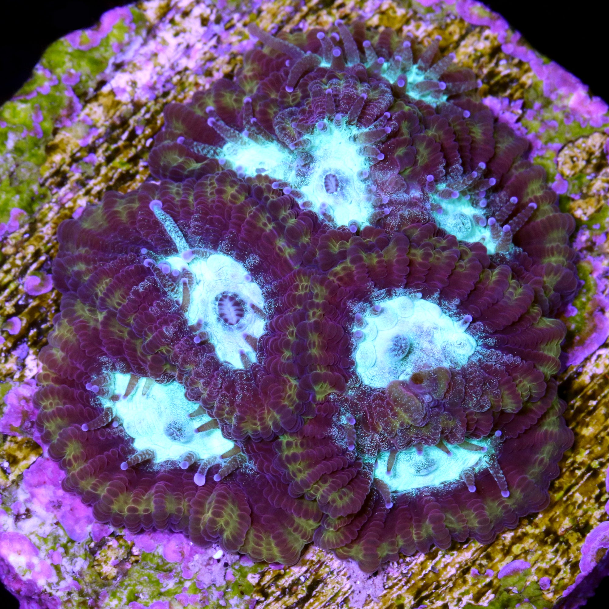 Vivid's Nitro Favia Coral