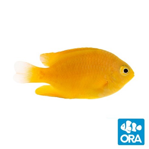 ORA Lemon Damselfish - Captive Bred