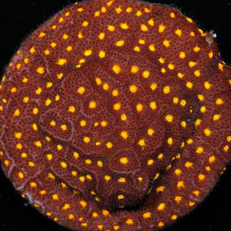 JF Outer Space Psammocora Coral | Buy Live Coral for Sale - Vivid
