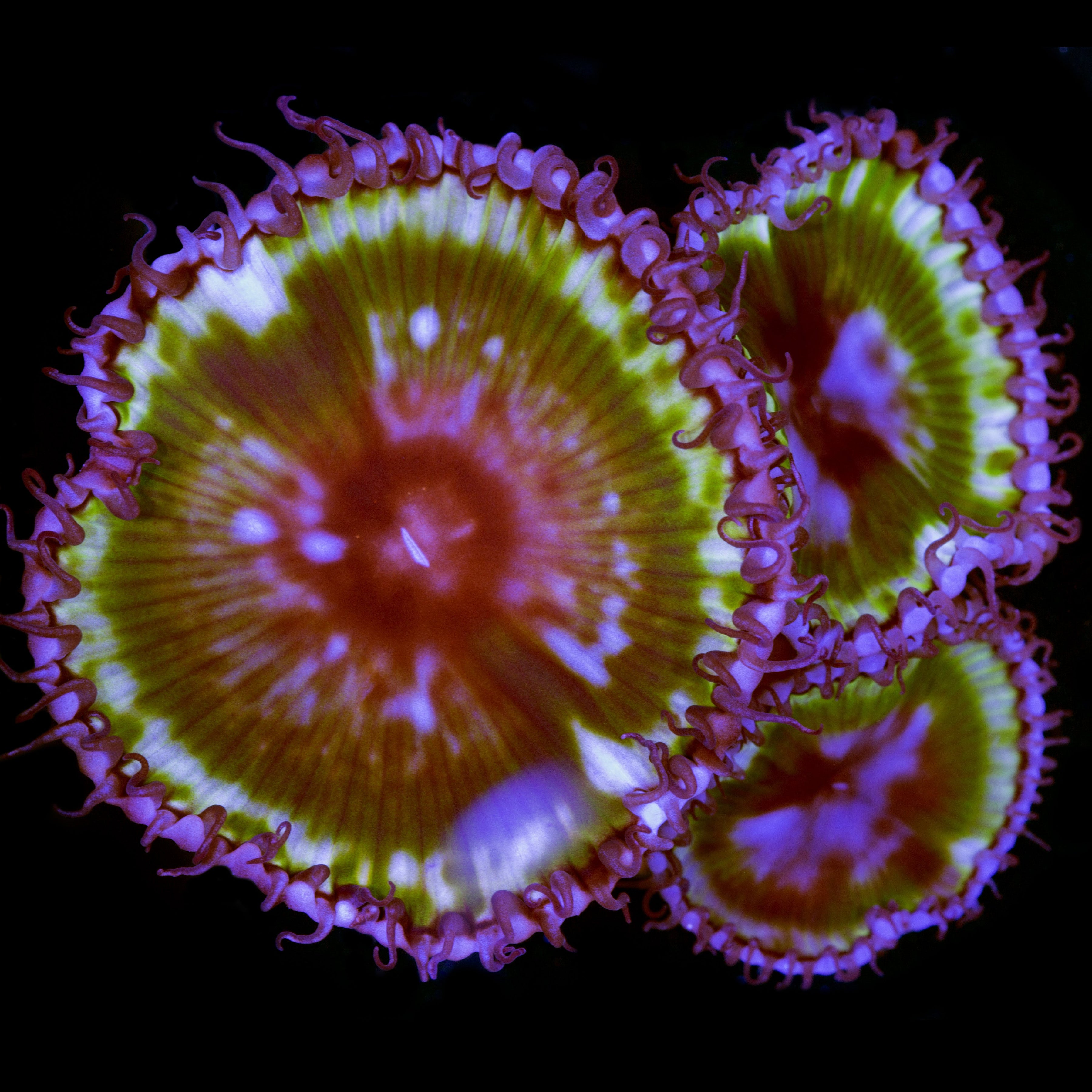 Buy Live Coral for Sale Rare Coral Sale Corals Vivid Aquariums Page 2