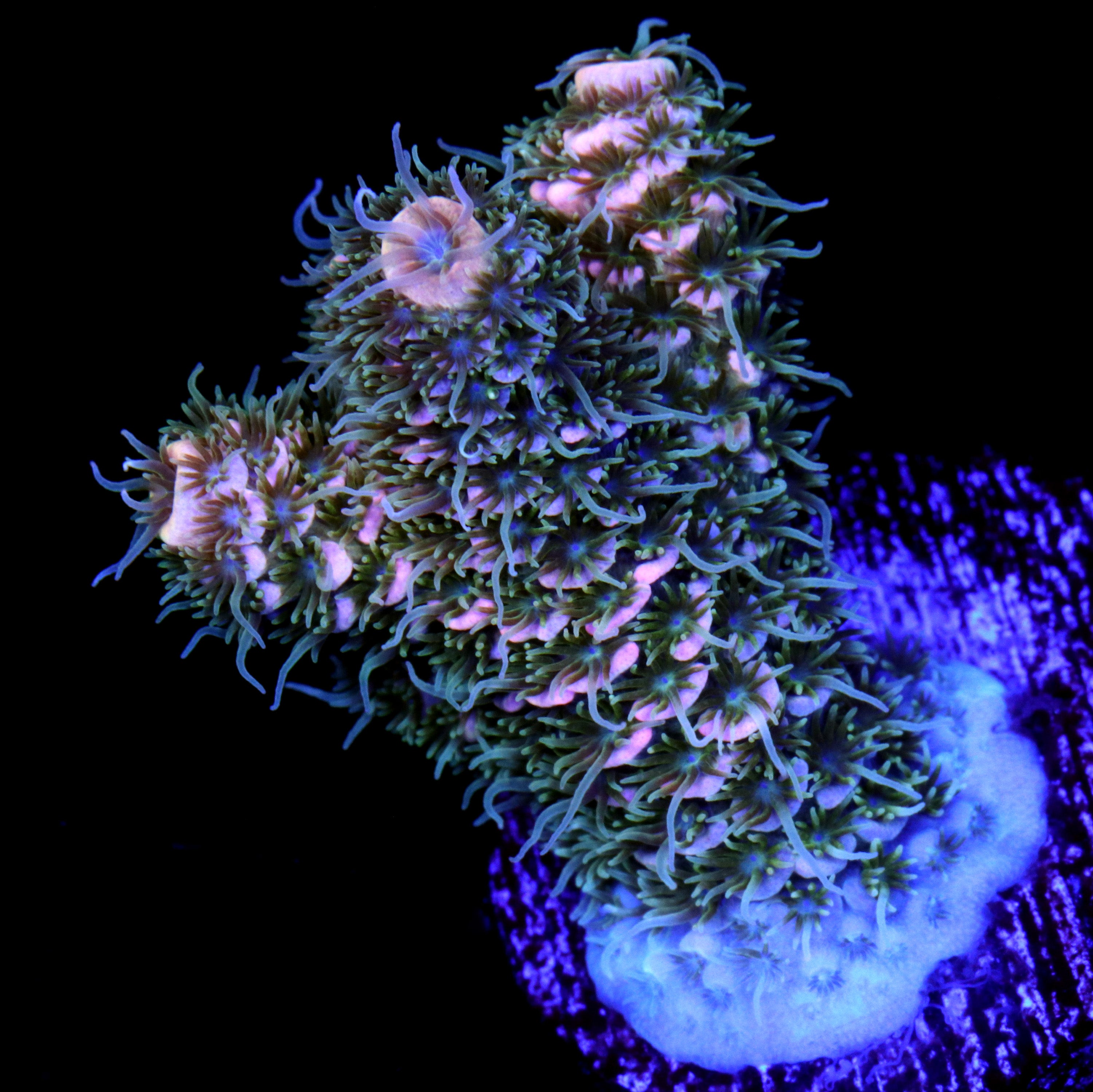 Escurre Biberones Plegable Coral