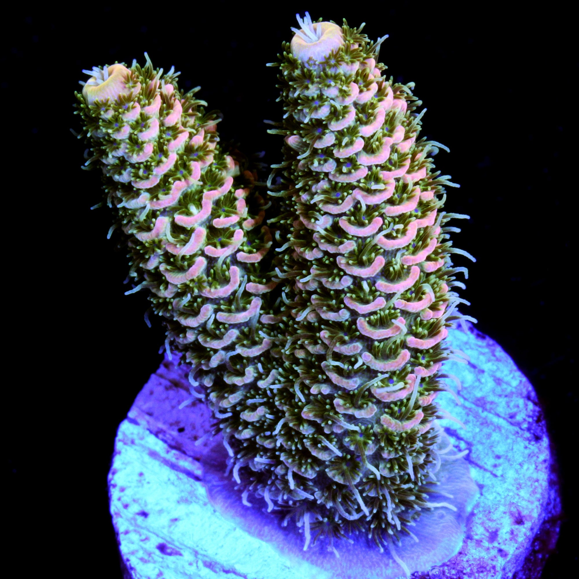 Peach Millepora Acropora Coral