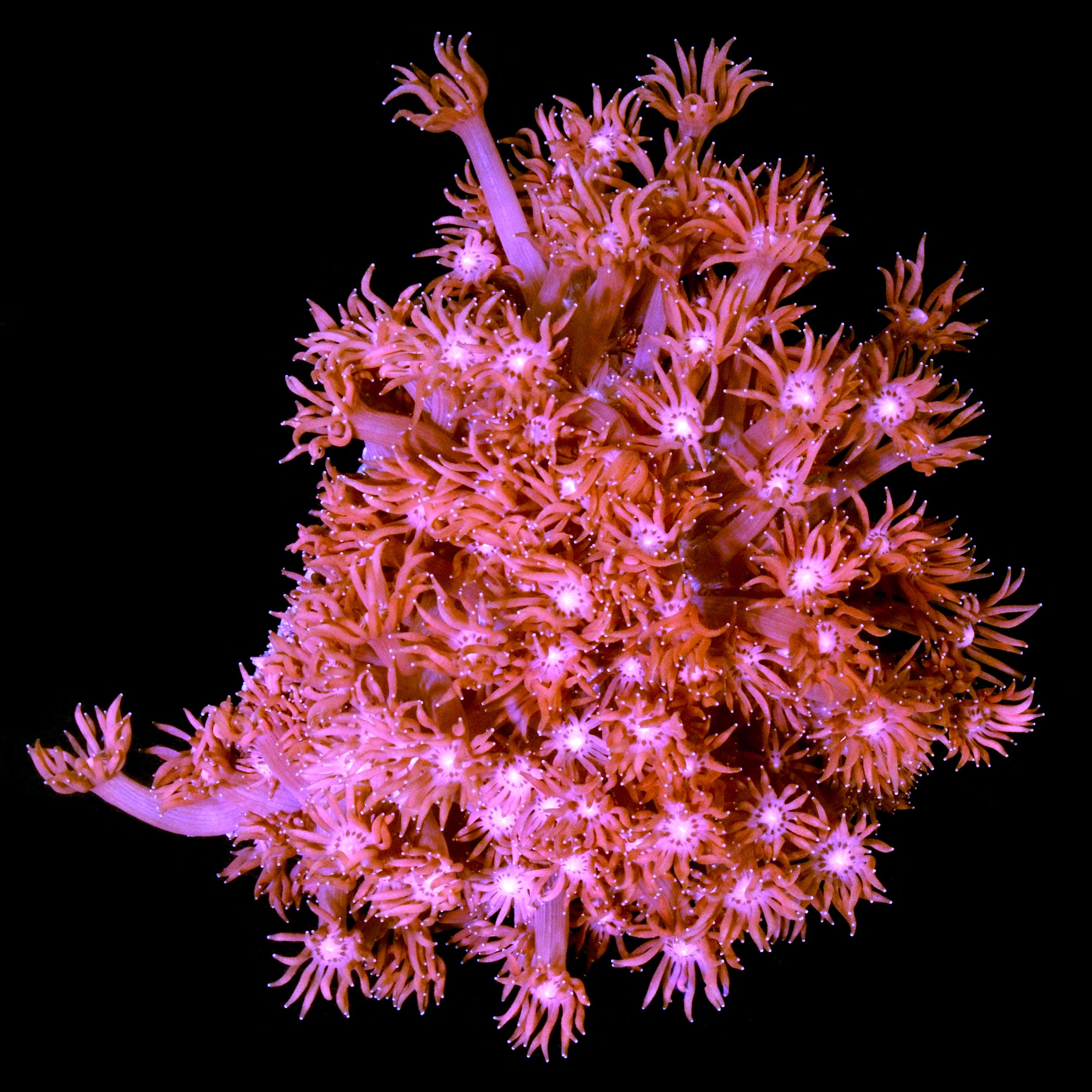 Pink Goniopora Colony