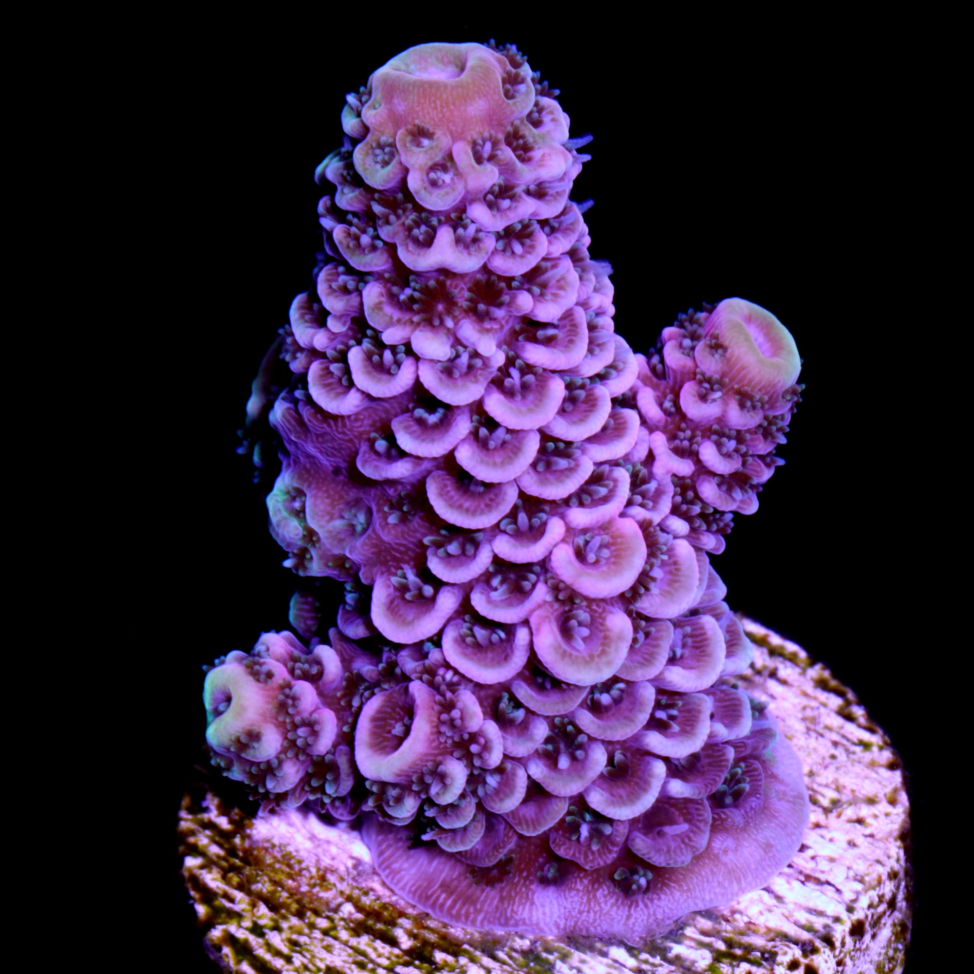 Pink Spathulata Acropora Coral