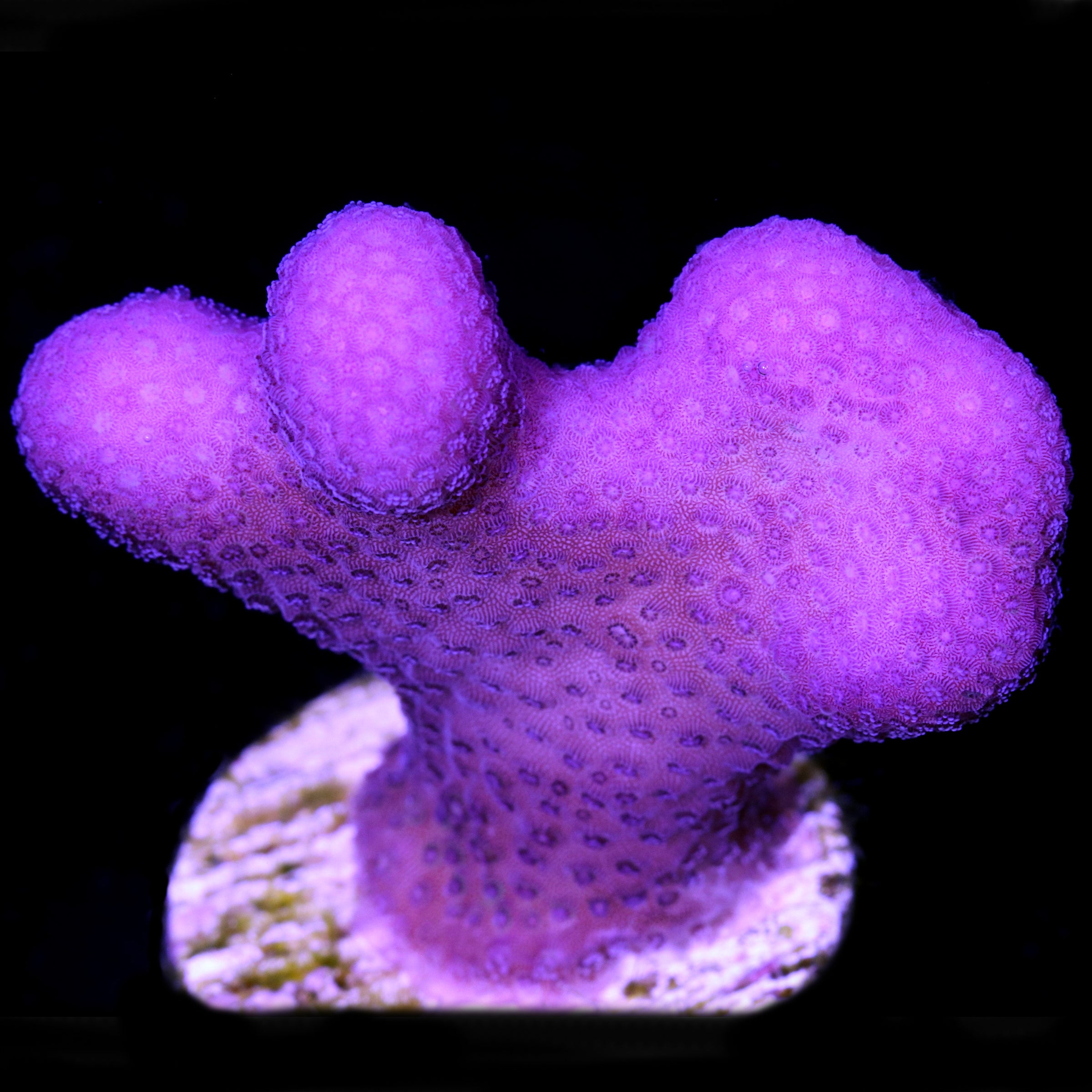 Buy Live Coral for Sale Rare Coral Sale Corals Vivid Aquariums Page 5