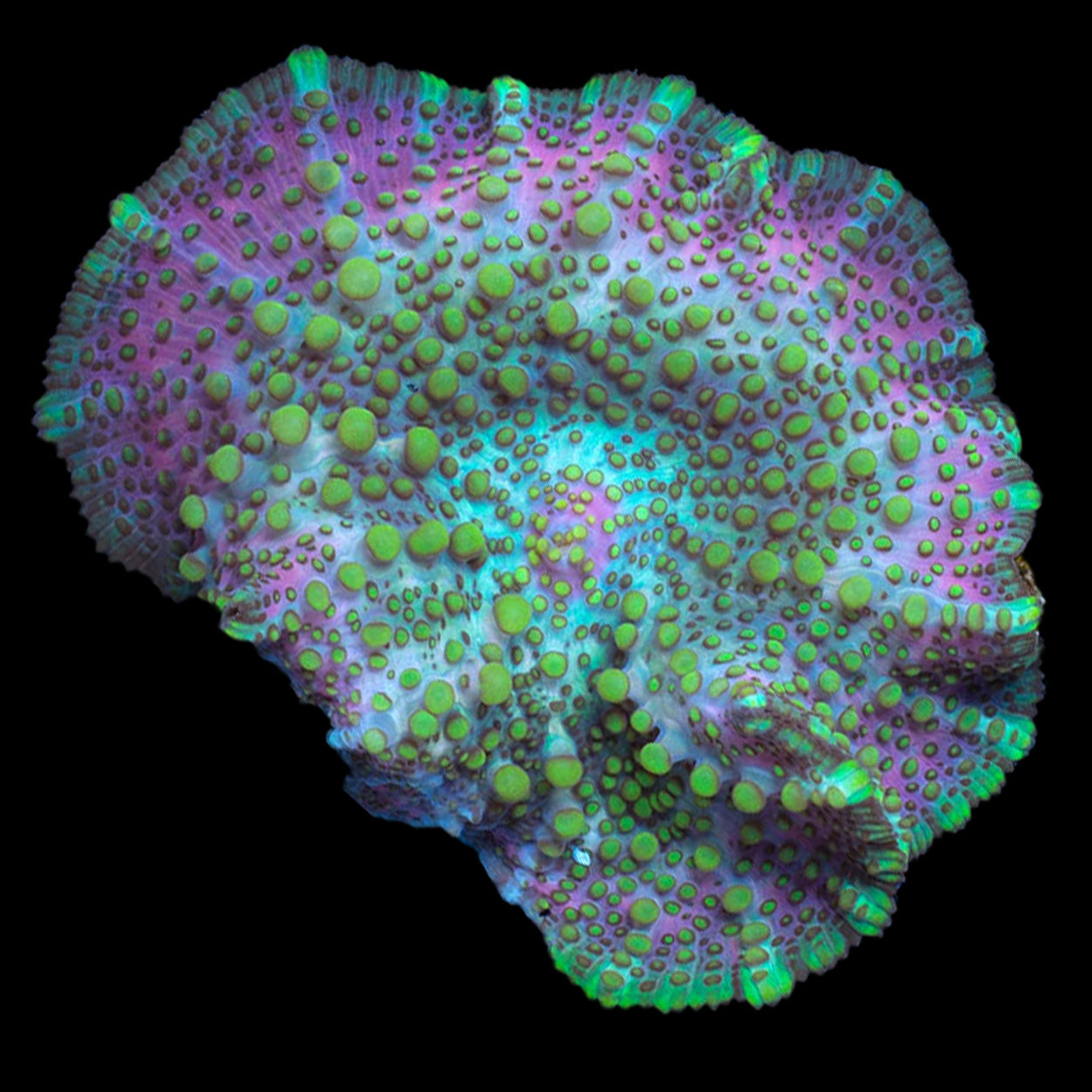 Psychedelic Mushroom Coral