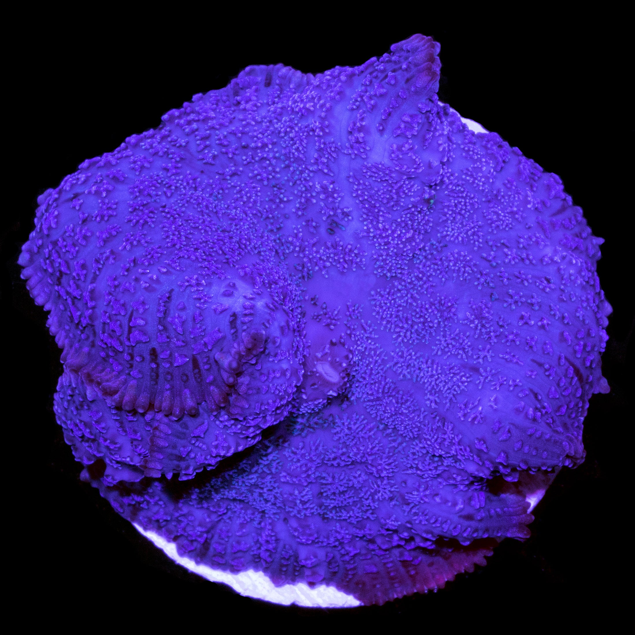 Buy Live Coral for Sale Rare Coral Sale Corals Vivid Aquariums Page 5