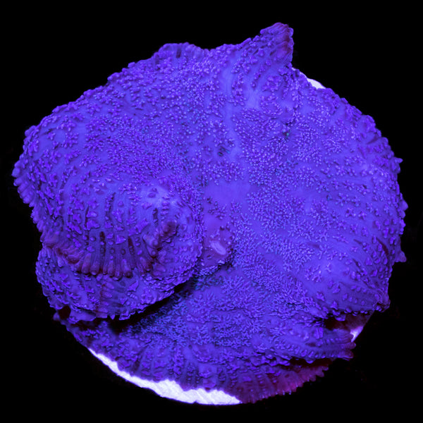 PurpleBullseyeMushroom_23168b2