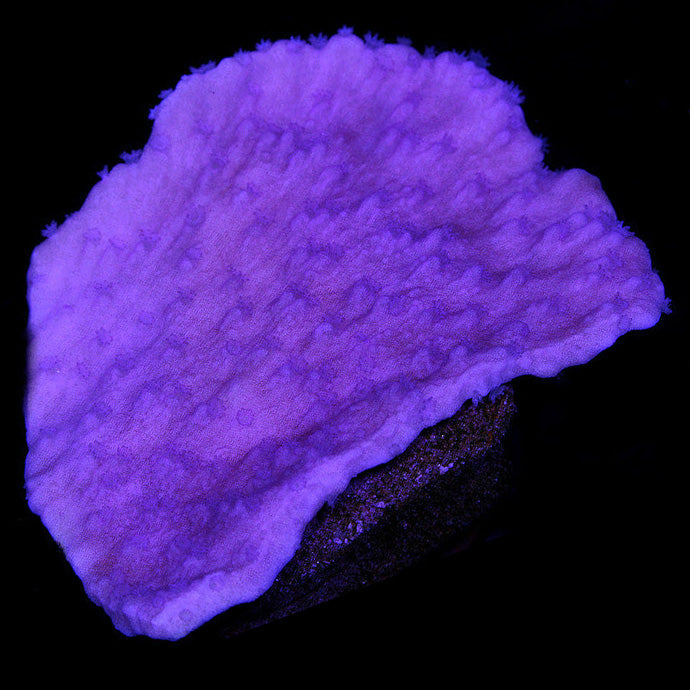 Vivid's Ultimate Purple Montipora Capricornus Coral