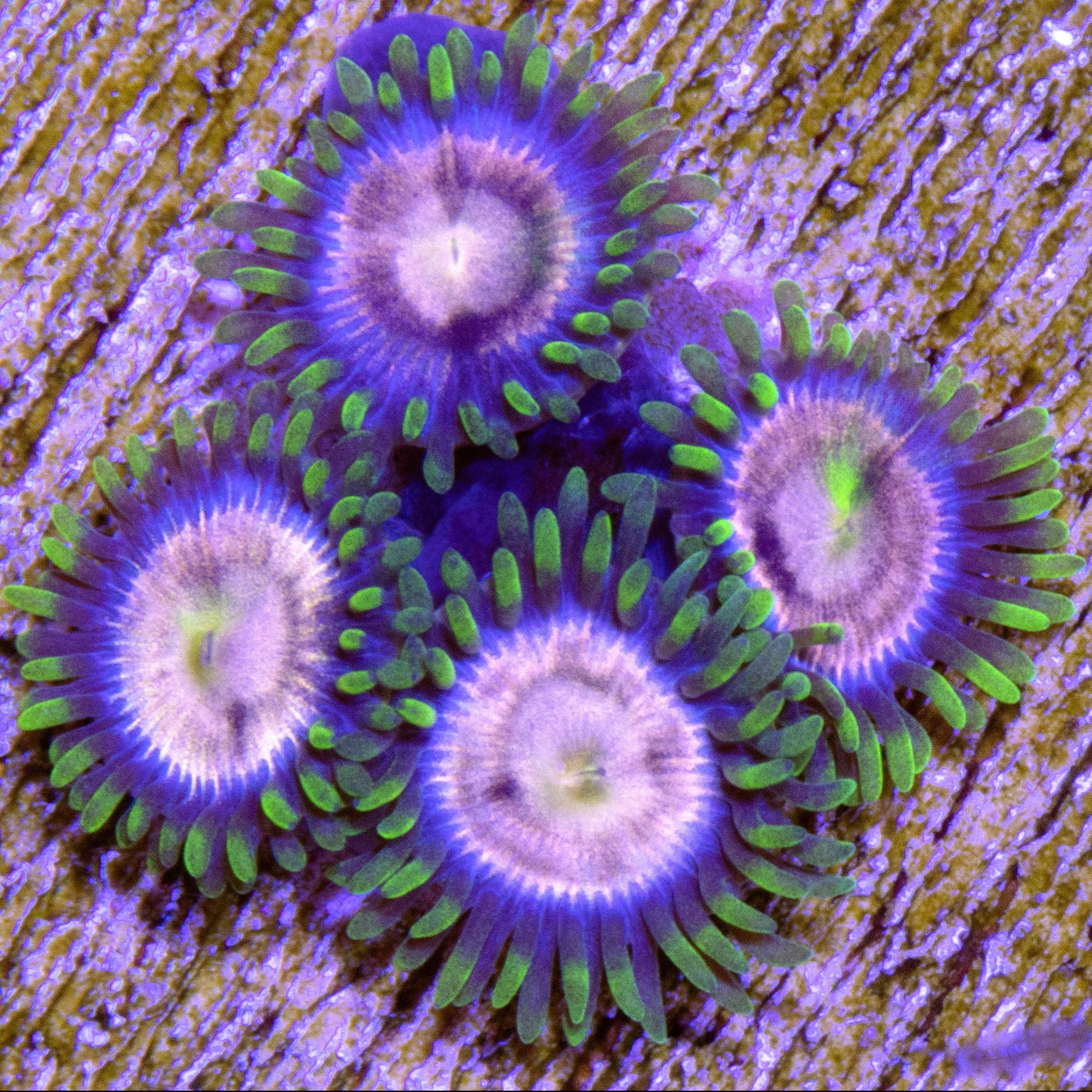 Purple Panther Zoanthid Coral