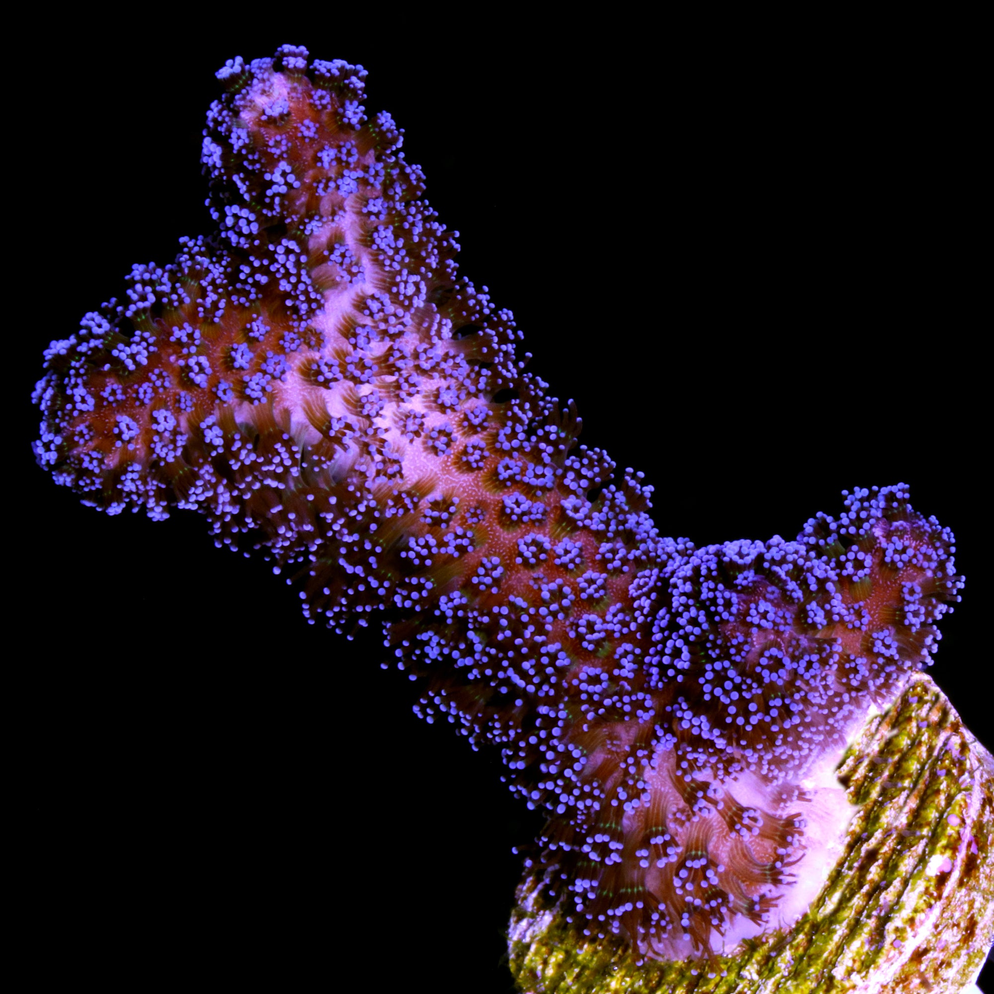 Vivid Purple Stylophora Coral