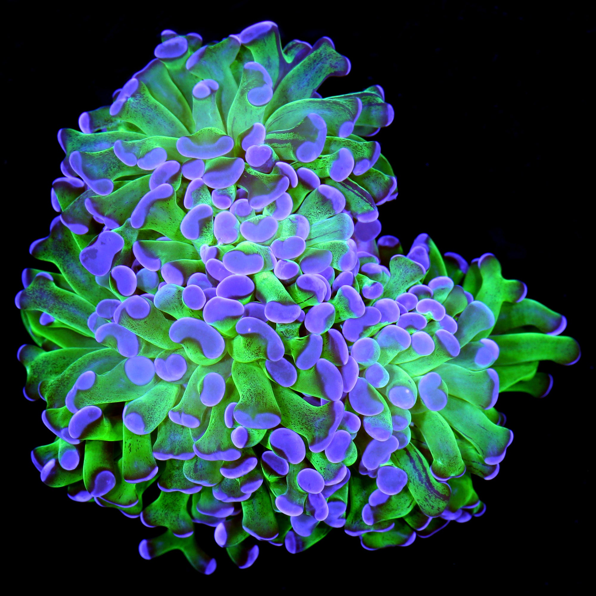 Purple & Green Branching Hammer Coral