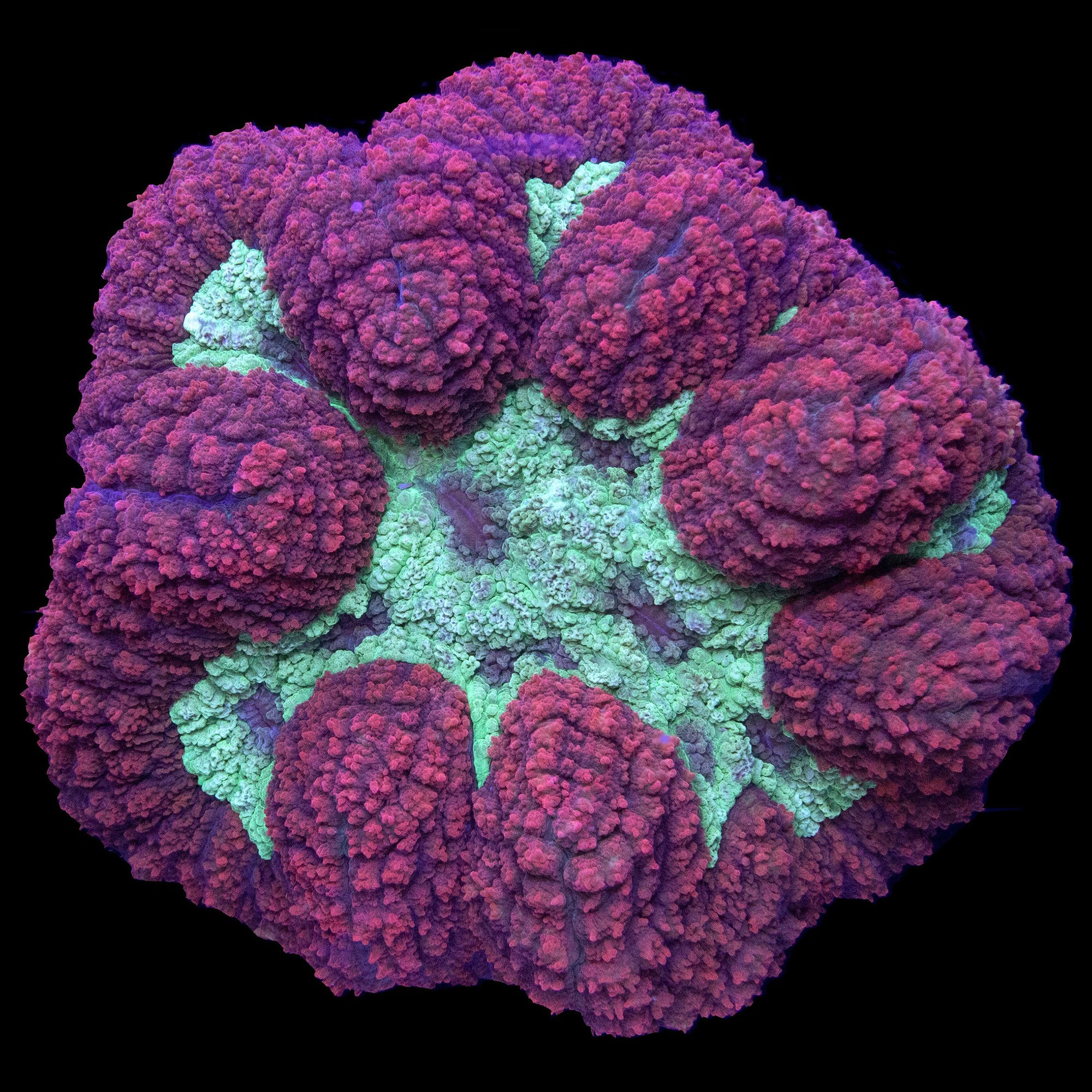 Red & Green Lobophyllia Coral