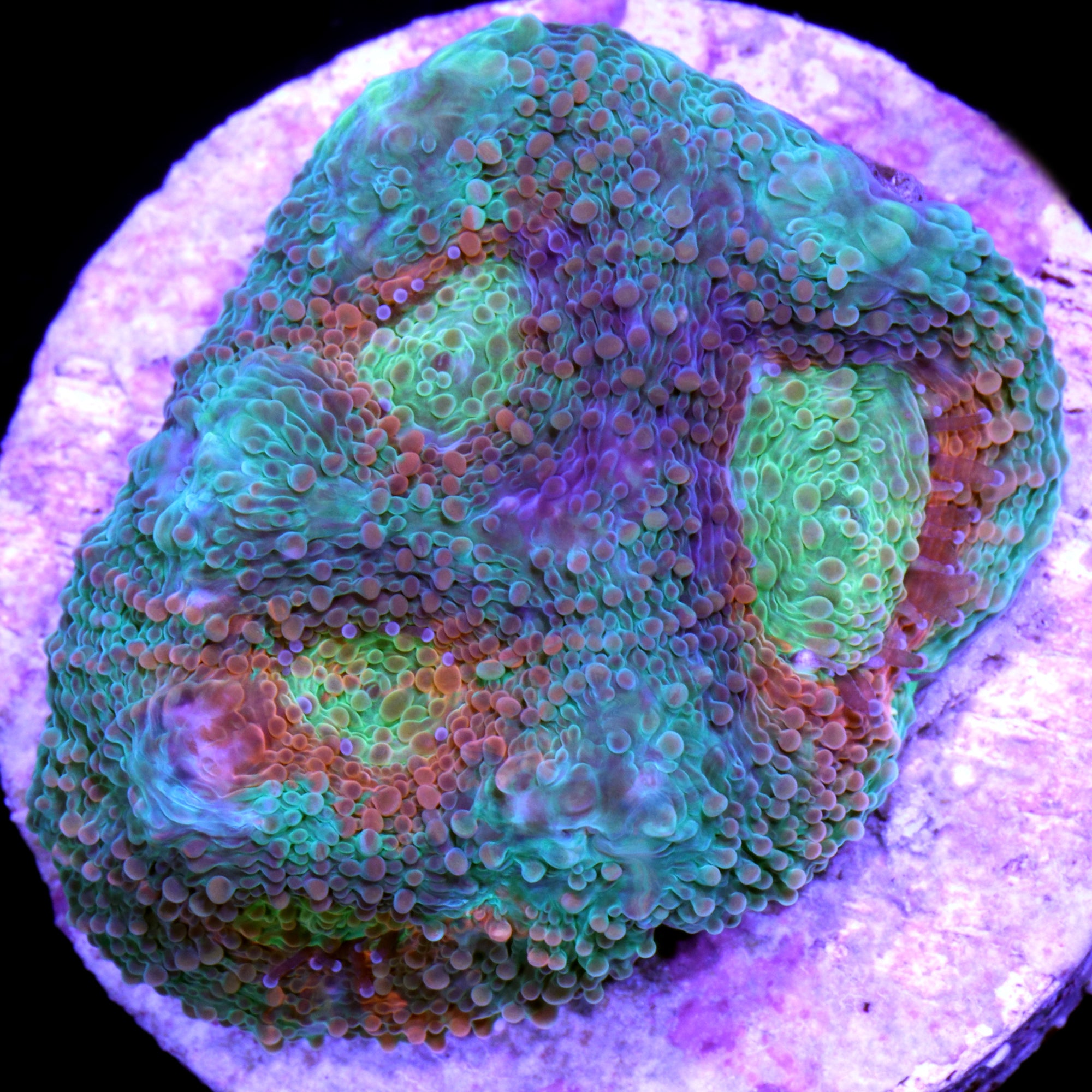 Vivid's Rainbow Acan Echinata Coral