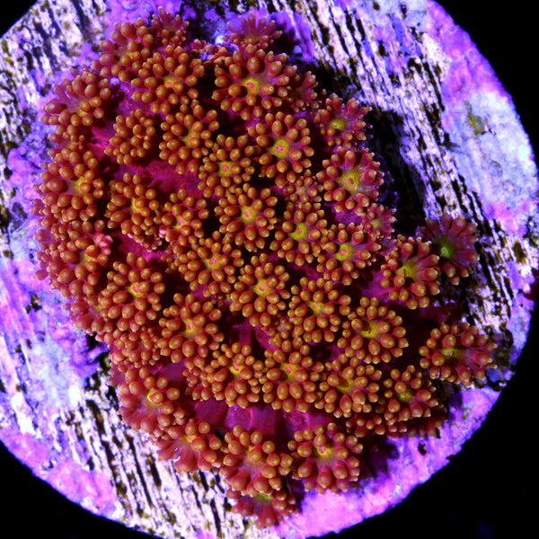 Vivid's Rainbow Short Tentacle Goniopora Coral | Buy Live Coral