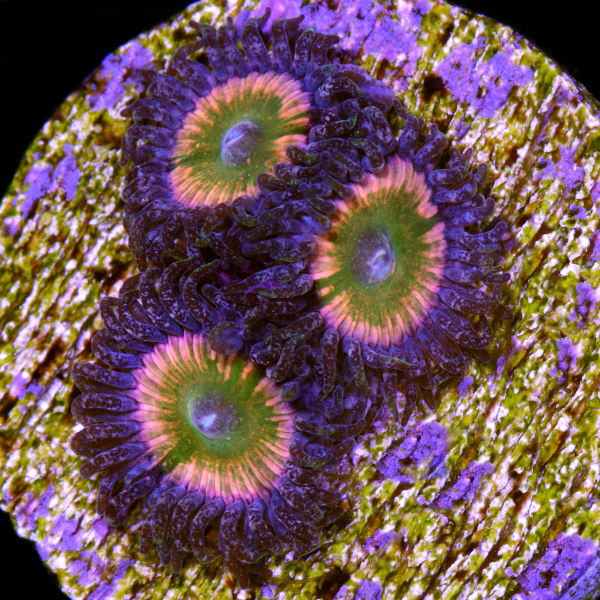 Rainbow Infusion Zoanthid Coral