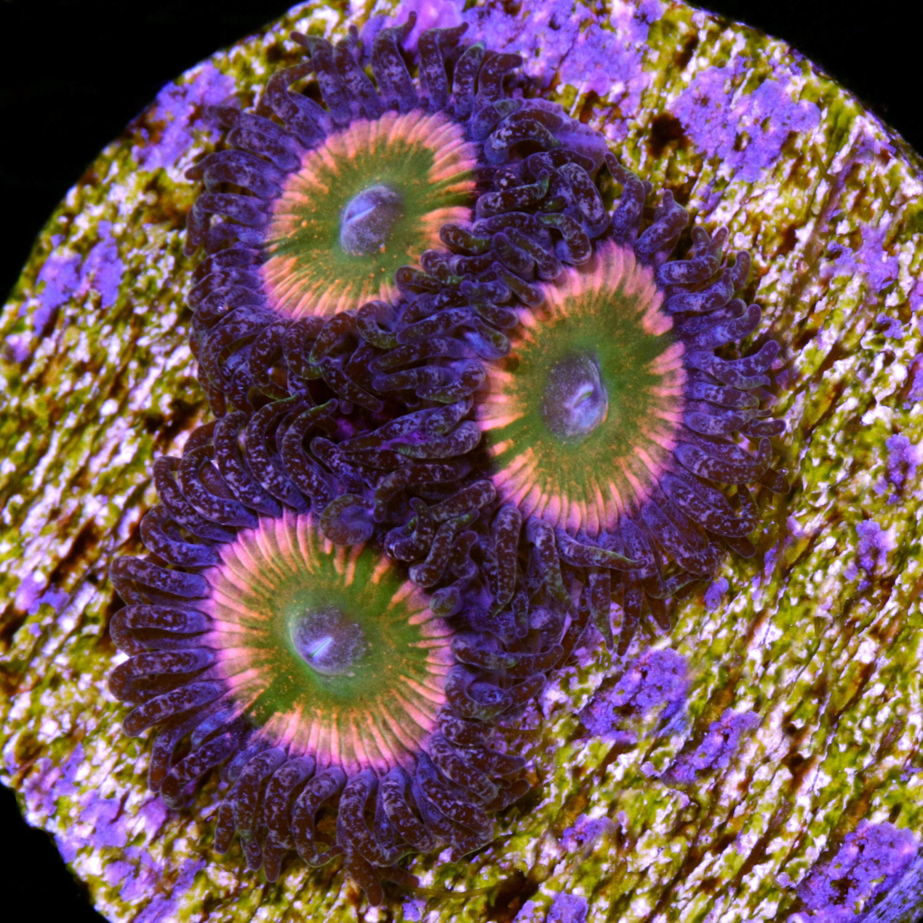 High End Zoas | Zoanthid Colony for Sale - Vivid Aquariums