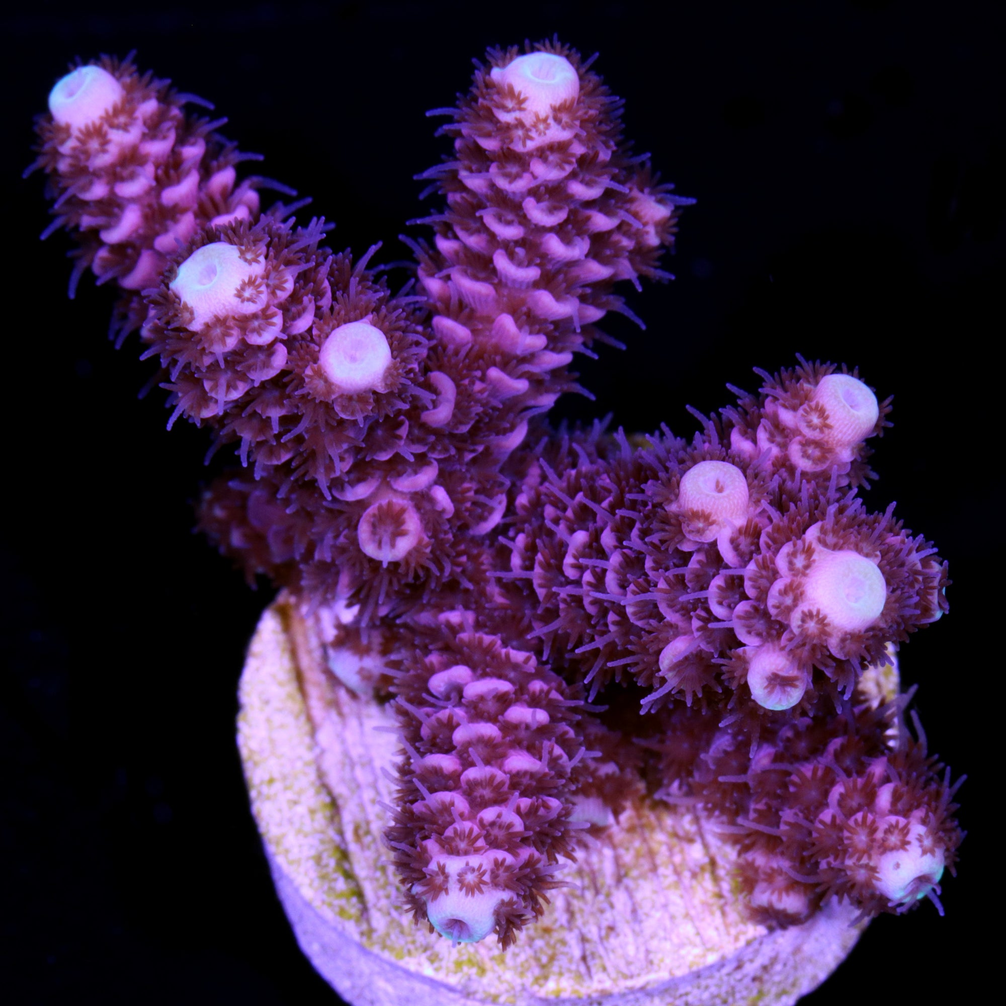 Raspberry Millepora Acropora Coral