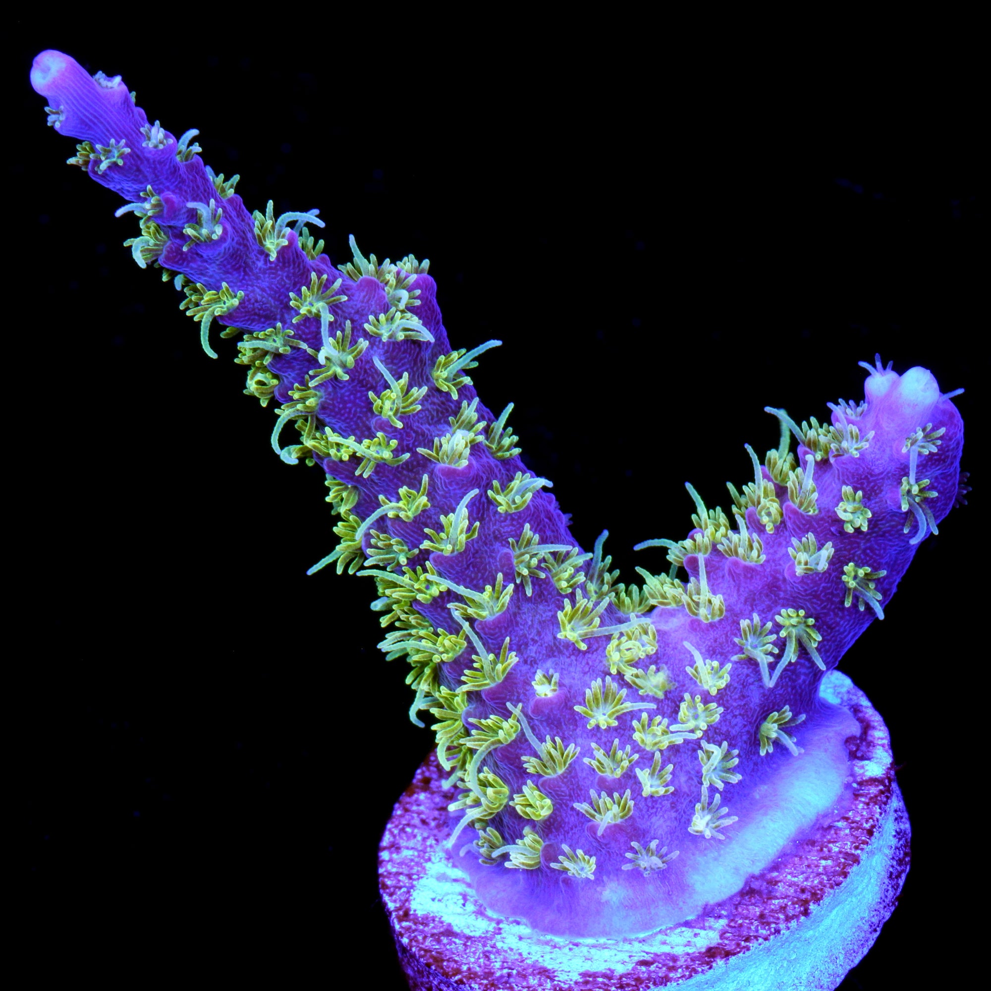 Vivid's Razzmatazz Acropora Coral