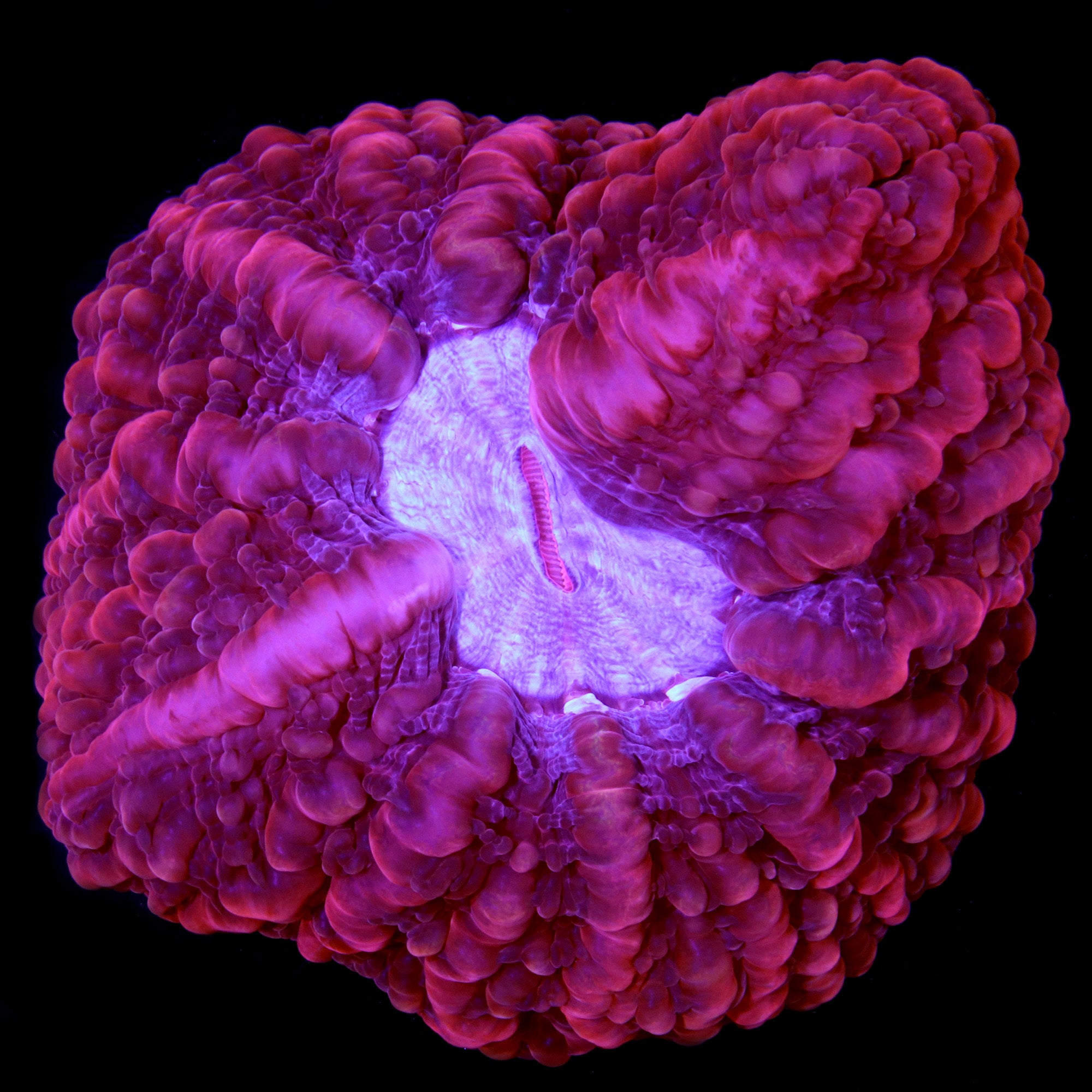 Ultra Red Cynarina Coral