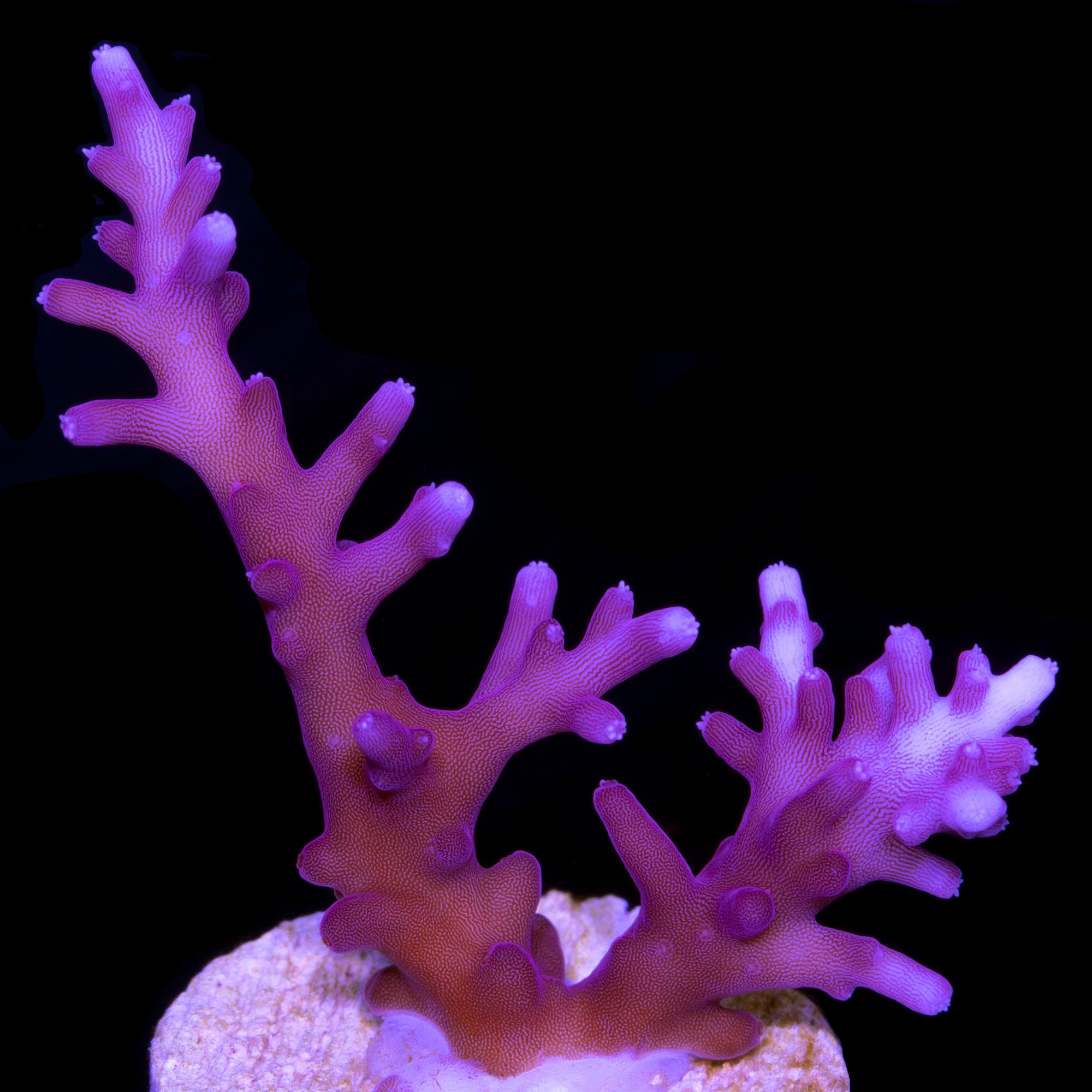Red Dragon Acropora Coral