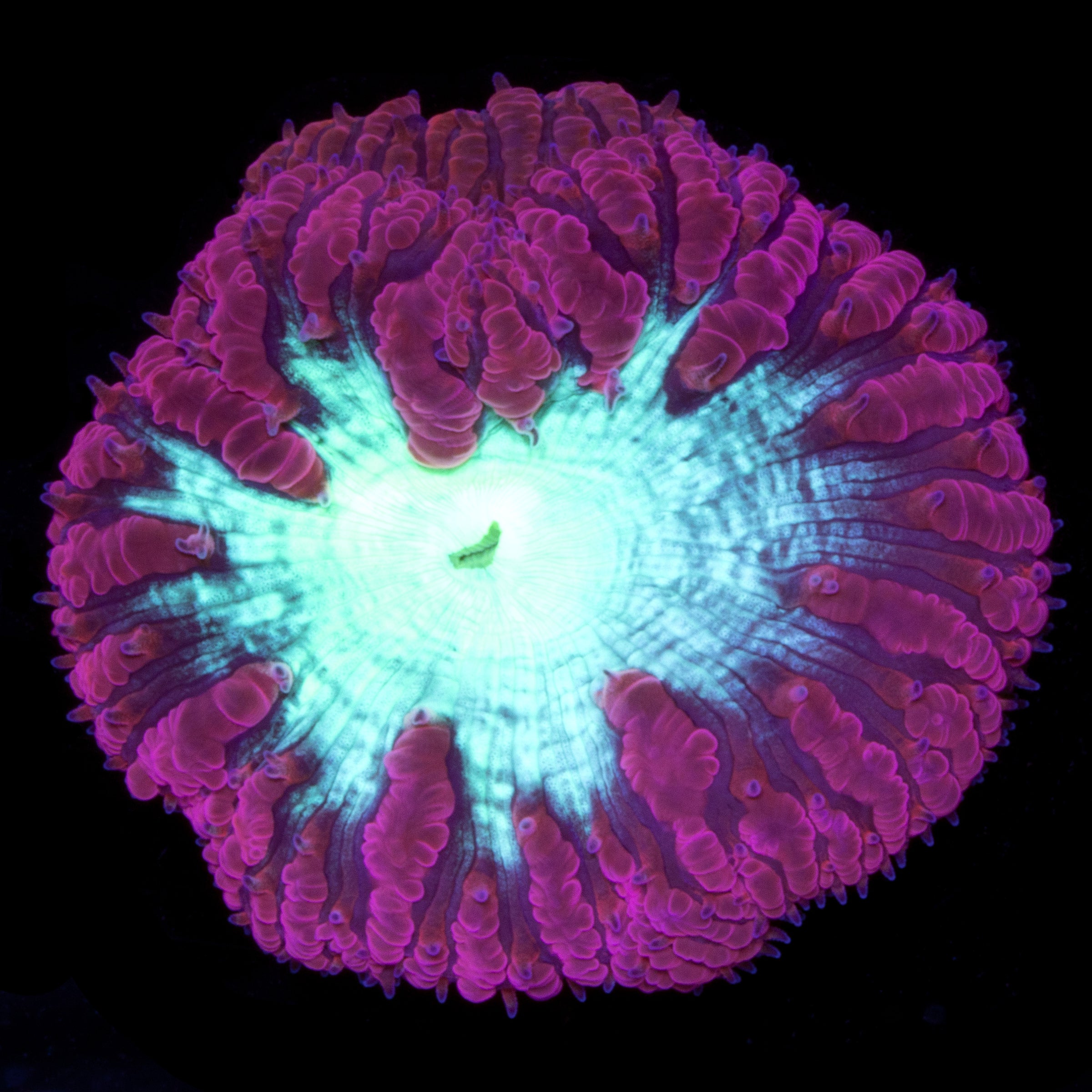 Beginner Corals for Sale Buy Beginner Corals Live Coral Rare